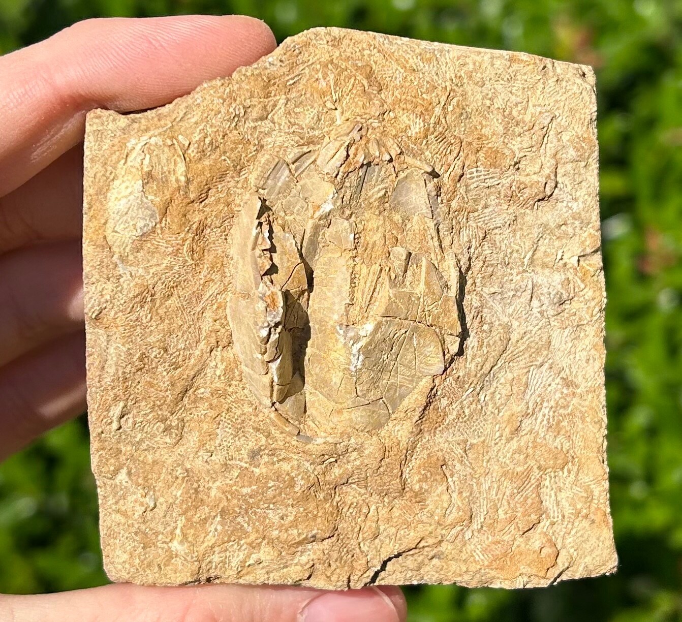 BIG Fossil Blastoid in Matrix Pentremites pyriformis Alabama Bangor Limestone Fm