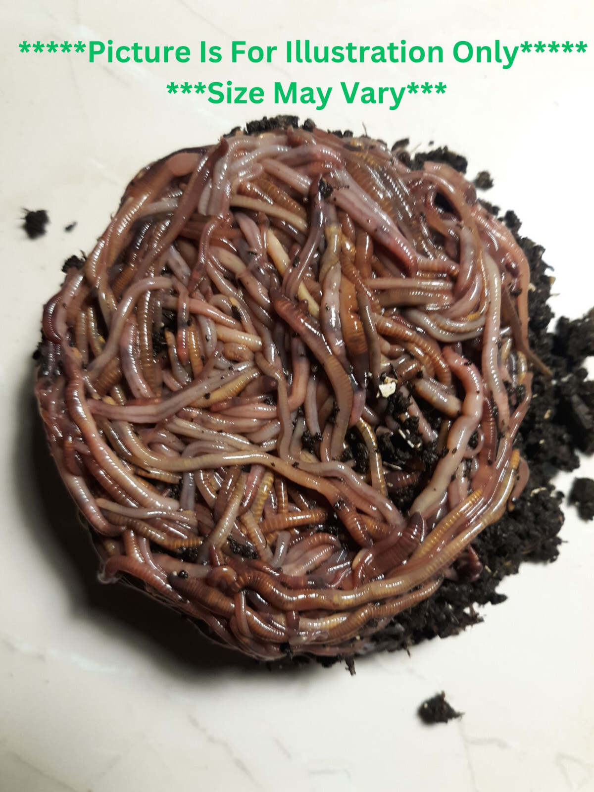 🐛We Got Composting Worms! / Earth Friendly / LIVE / Fresh/ Free Shipping !🐛