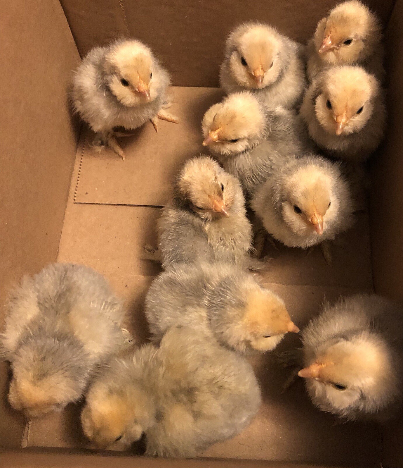 12+ PORCELAIN D’UCCLE BANTAM Fresh Hatching Eggs. Laying Now.