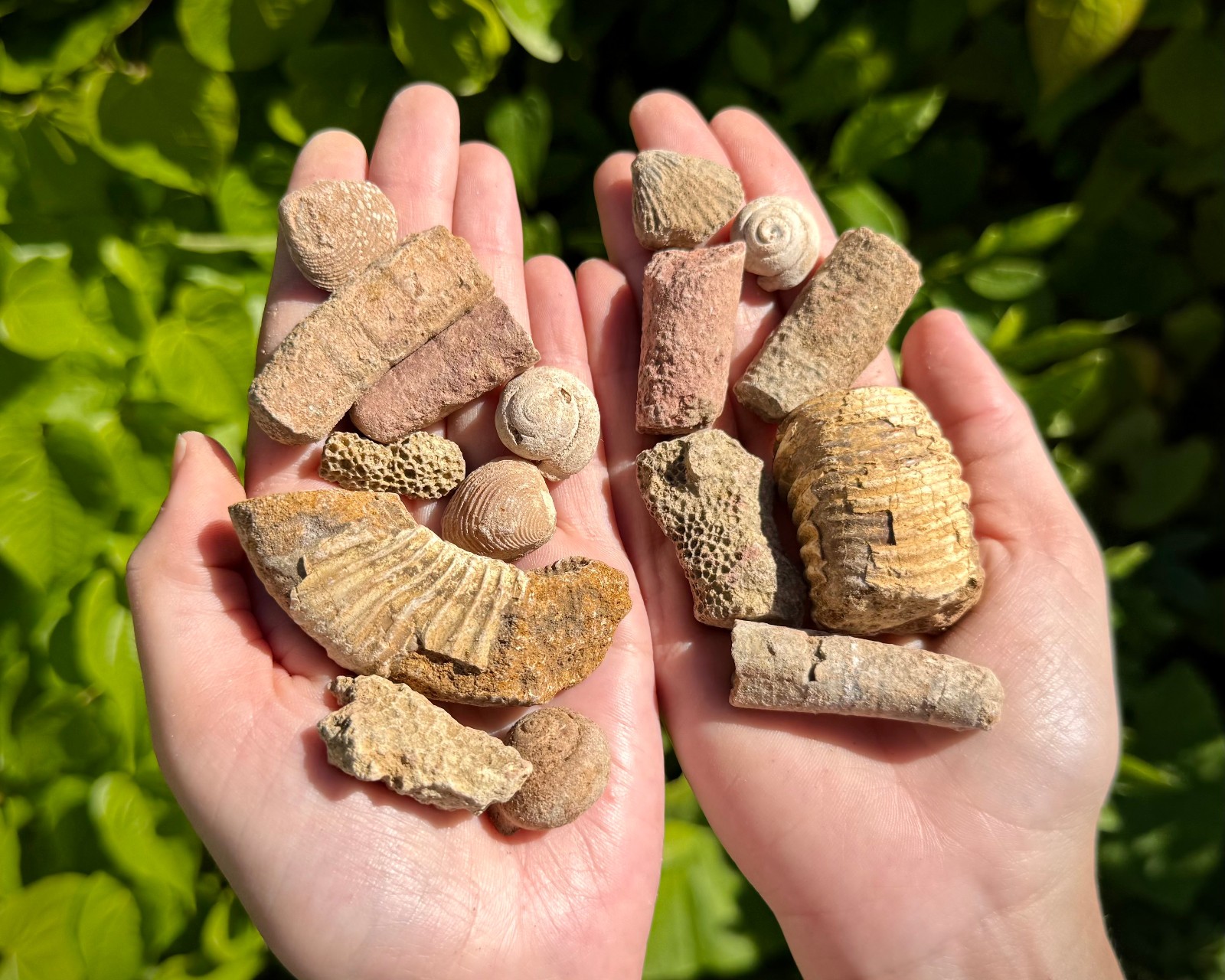 Natural Fossil Mix Gift Box - 1/2 lb Authentic Fossil Assortments & Shark Tooth