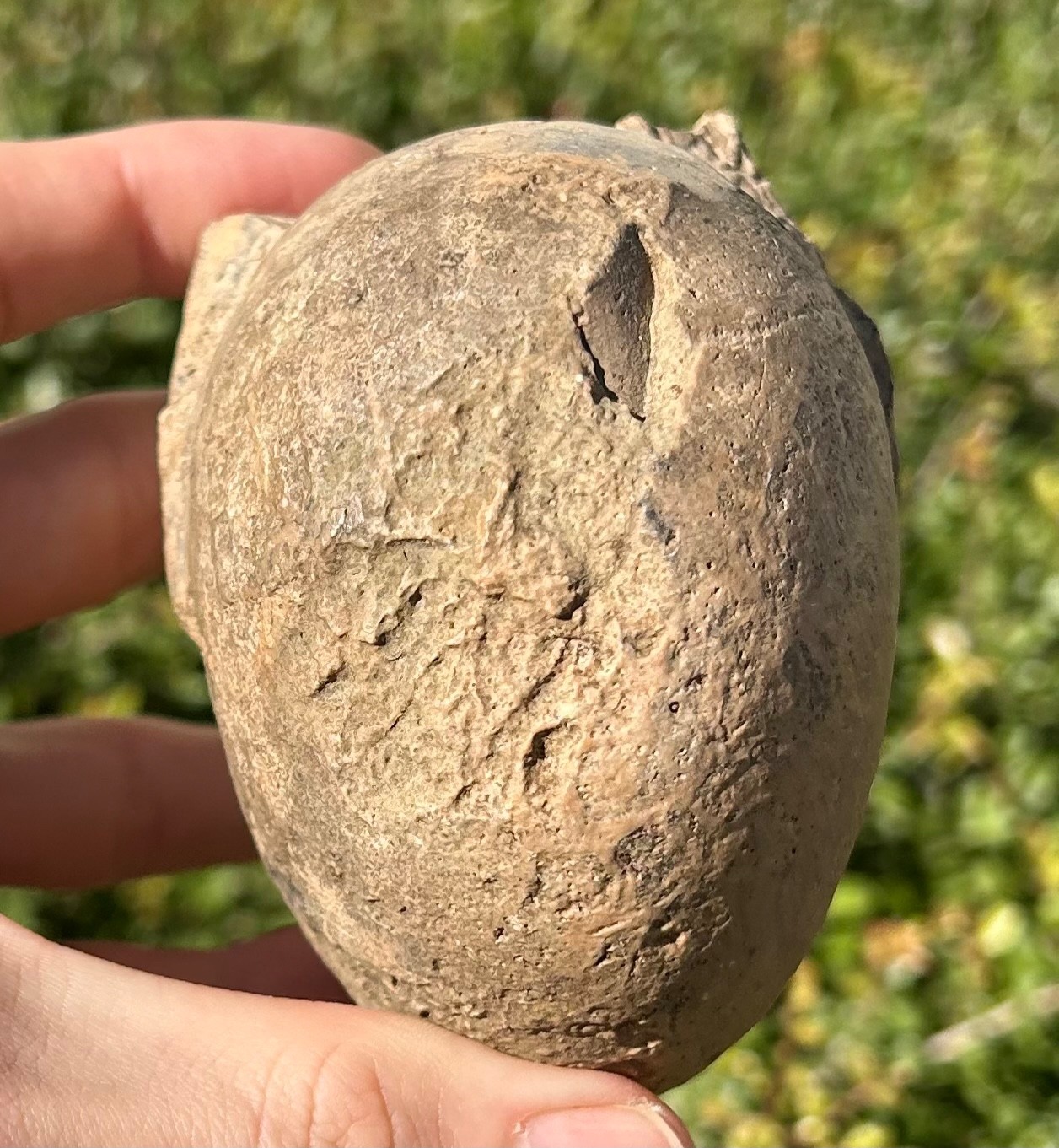 Indonesia Fossil Ammonite Permian Age Timor HUGE