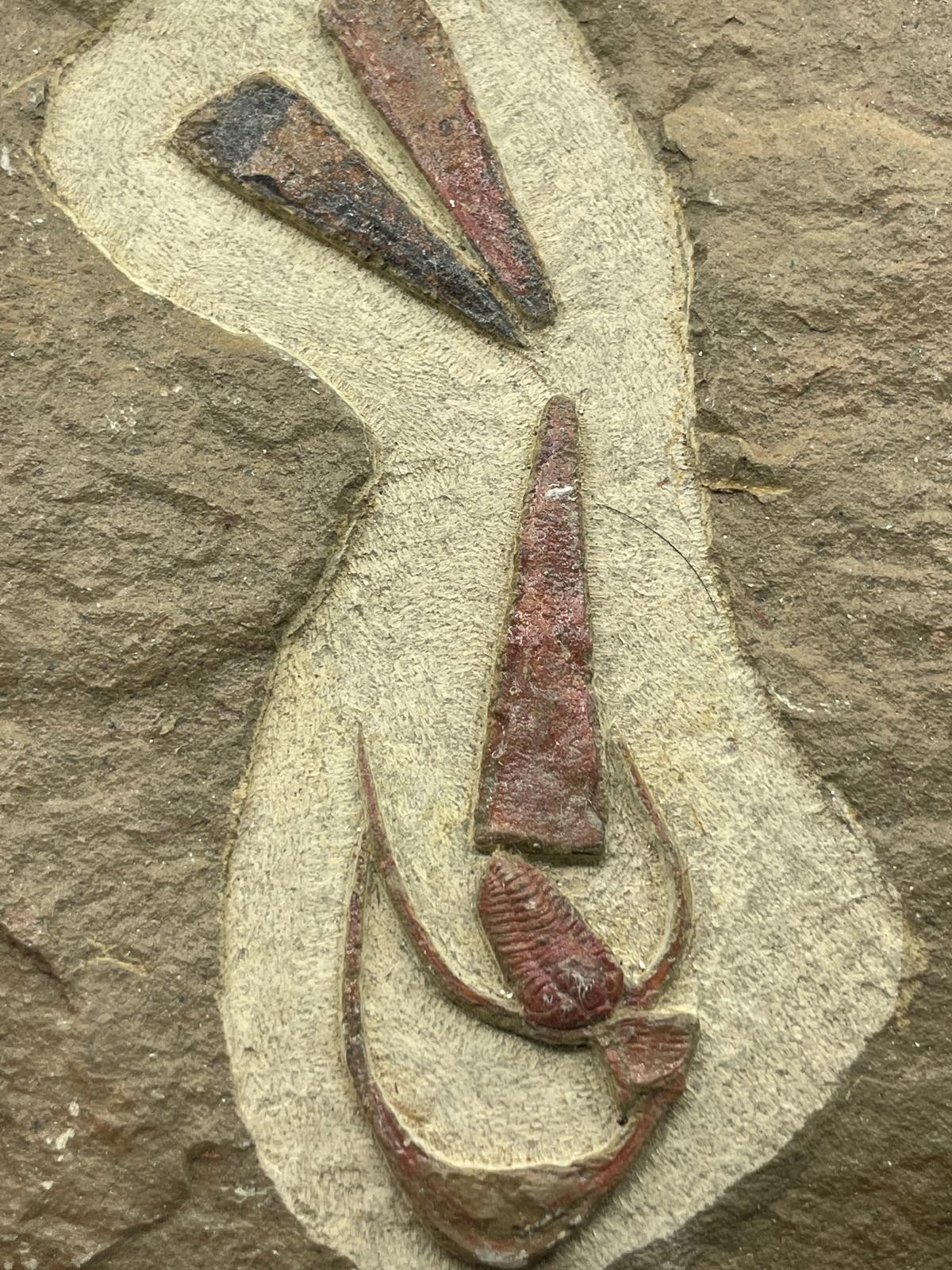 Rare Ordovician Life Plate: Euloma, Orthoceras & Ampyx Association