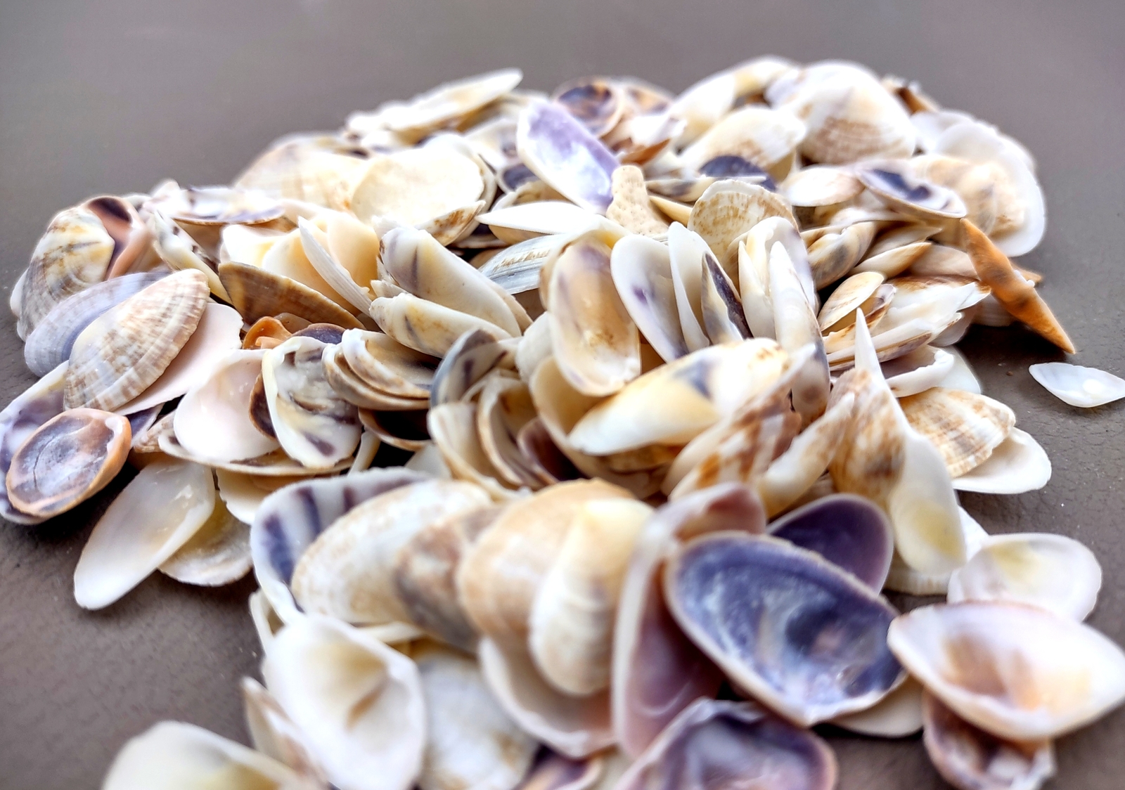 Coquina Clam Shells Blue Violet White (approx. half cup 150+ shells 0.25+ in)