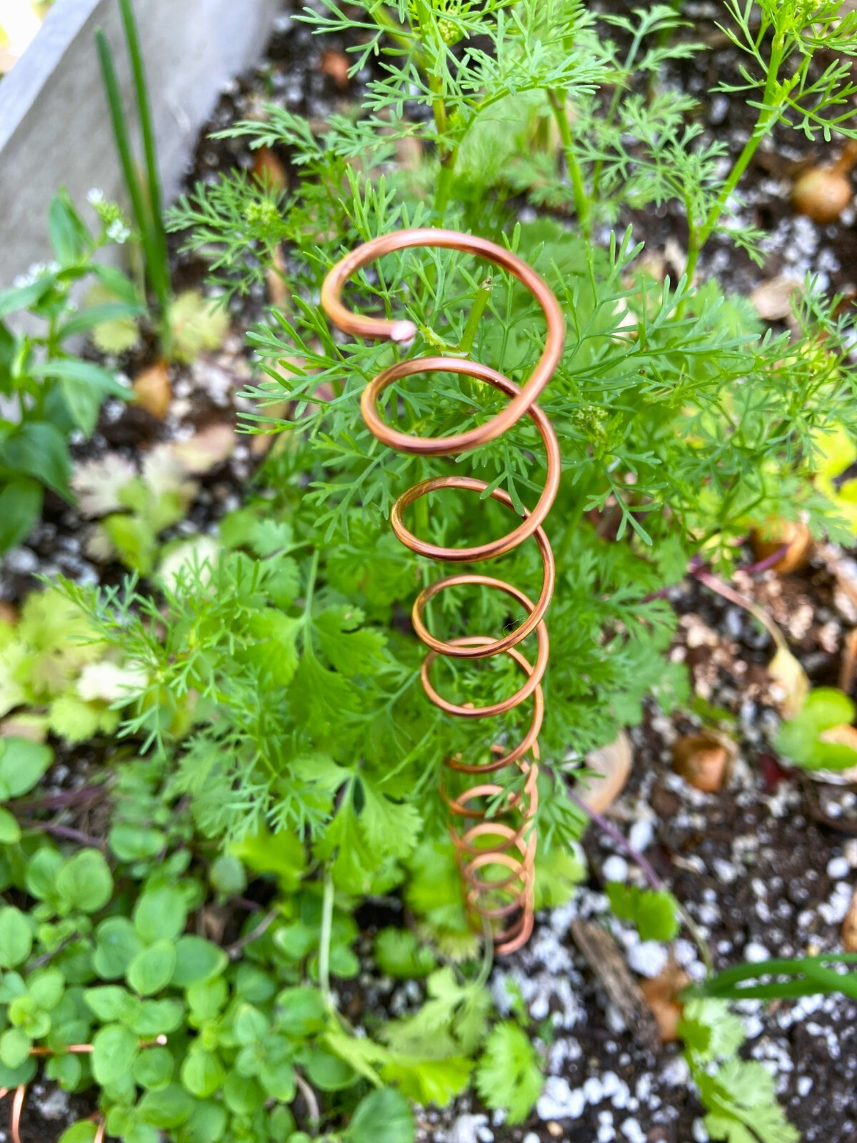 ElectroCulture Copper Coil Antenna Plant Stakes for Gardening and Farming