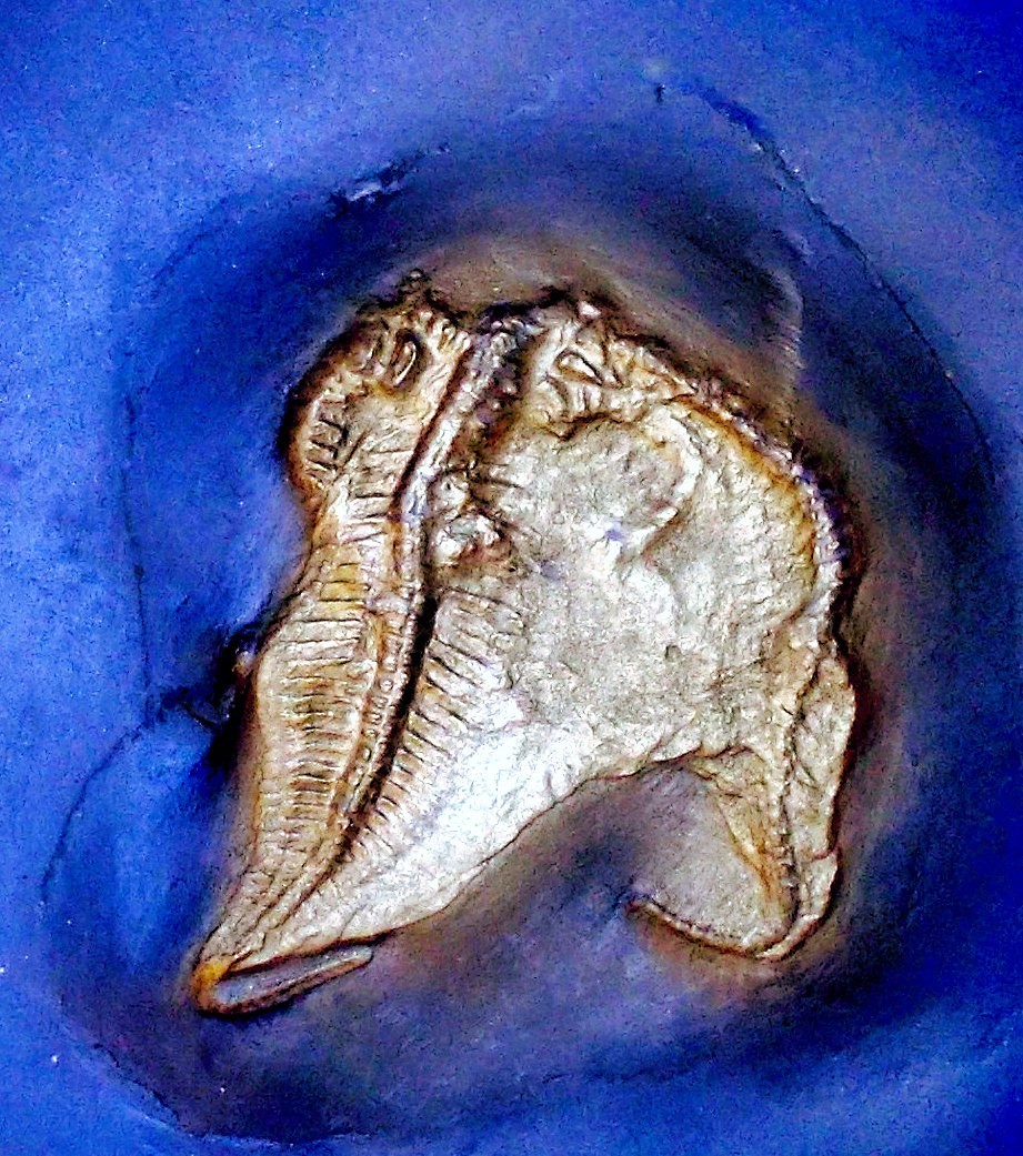 Rare 4.5cm starfish Loriolaster miriabilis; Lower Devonian, Bundenbach, Germany