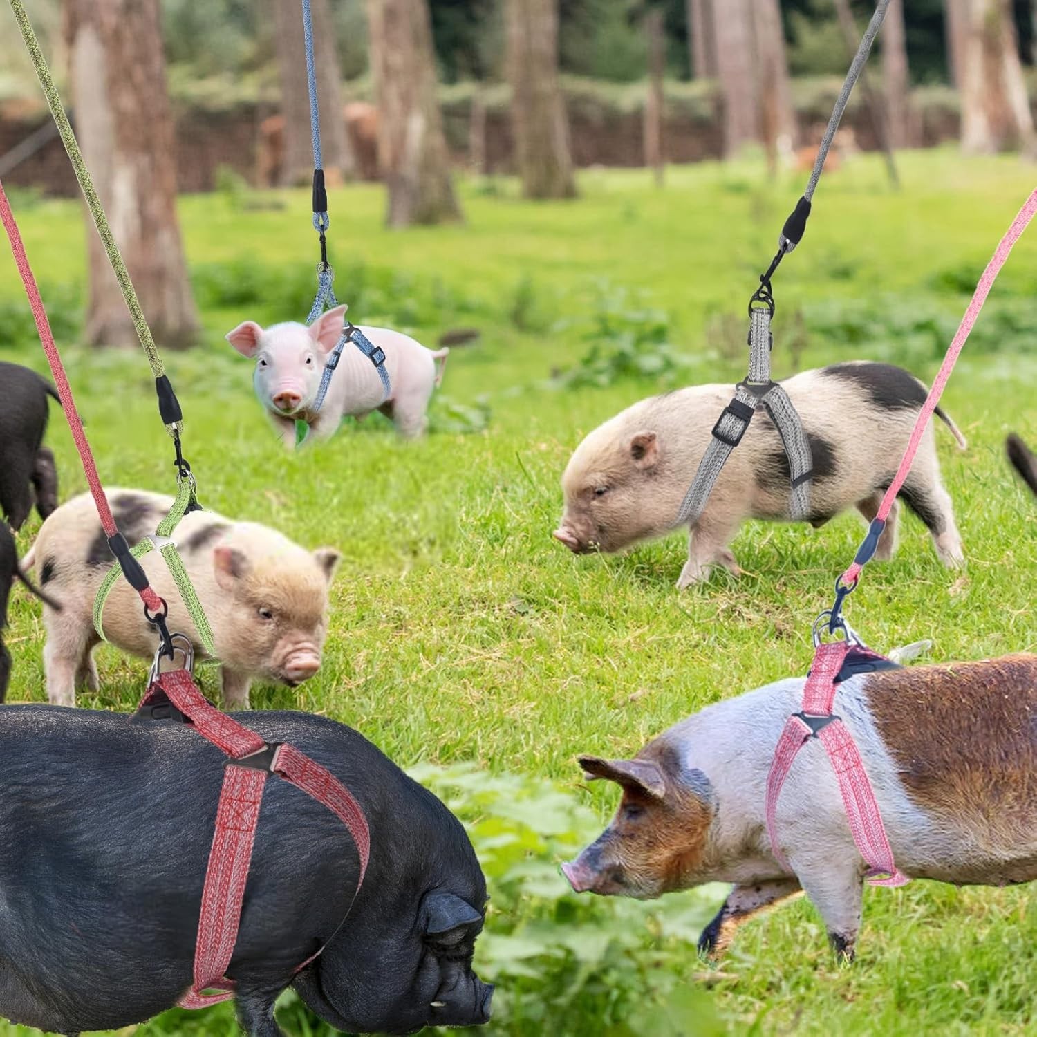 Mini Pig Harness, Adjustable Small Pig Harness with Leash Infinity Style Lead an