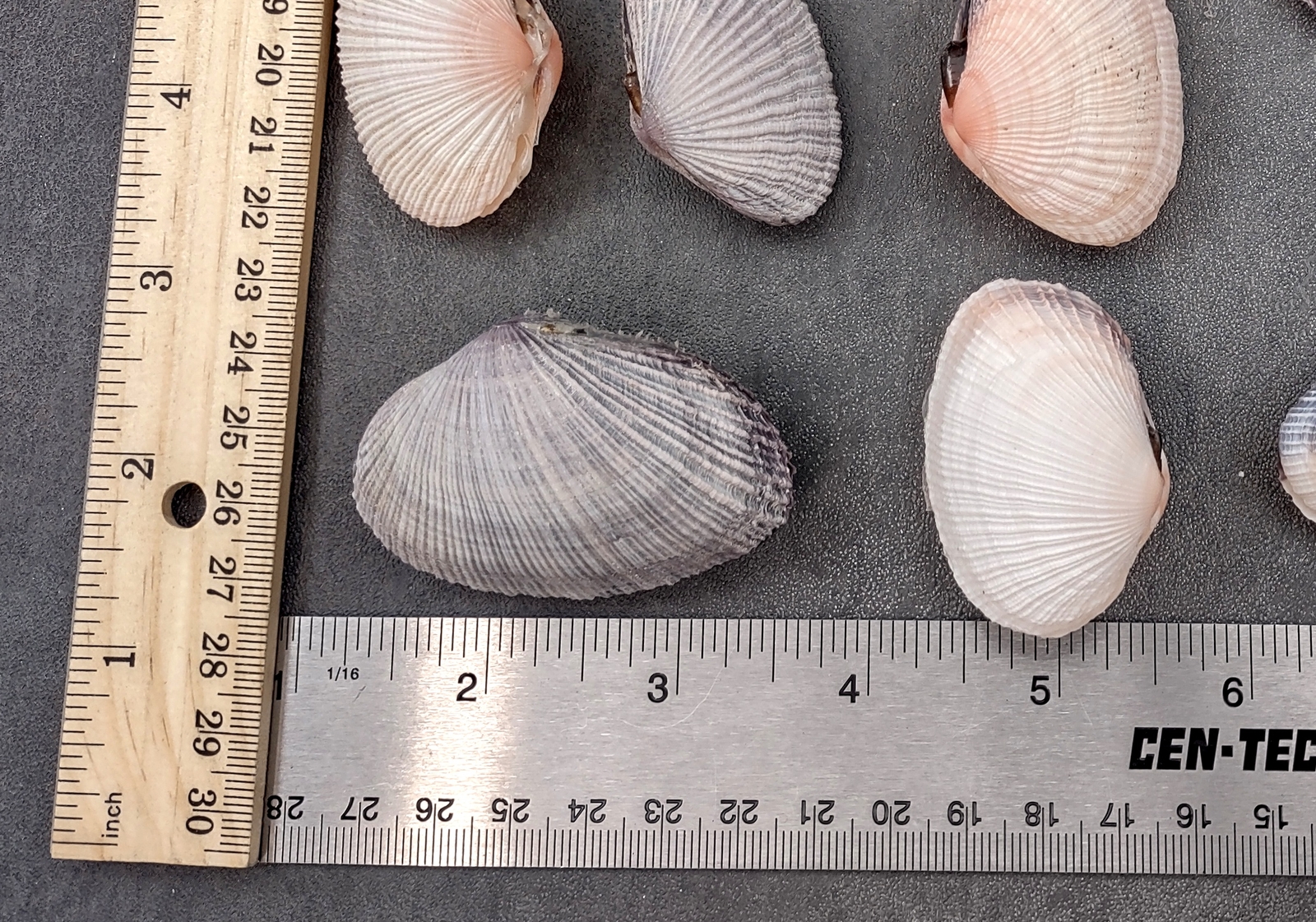 Pacific Clam Seashell Pairs Purple Tan Brown (5 Shell pairs approx. 1.5+ inches)