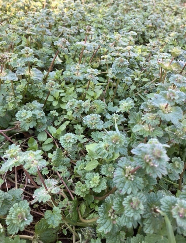 Purple Dead Nettle Dried Herb, Protection, Grounding, Abundance, Folk Magic