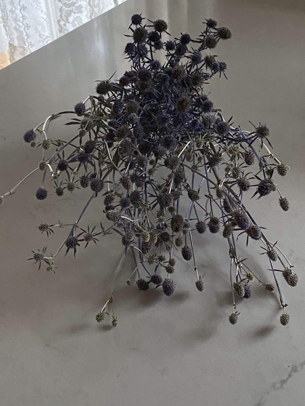 ERYNGIUM Sea Holly Bunch BOUQUET Bundle DRIED Flowers USA