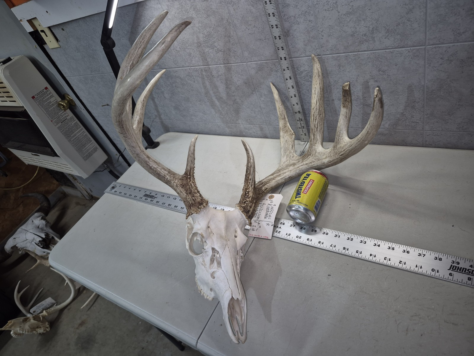 HUGE Wild 10pt 166" Whitetail Deer Skull European Decor Man Cave Taxidermy Buck