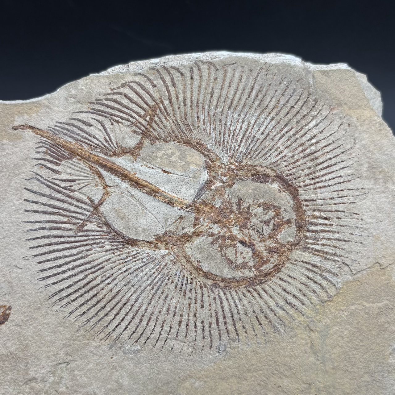 Cyclobatis oligodactylus fossil ray - Late Cretaceous Cenomanian Haqel Lebanon