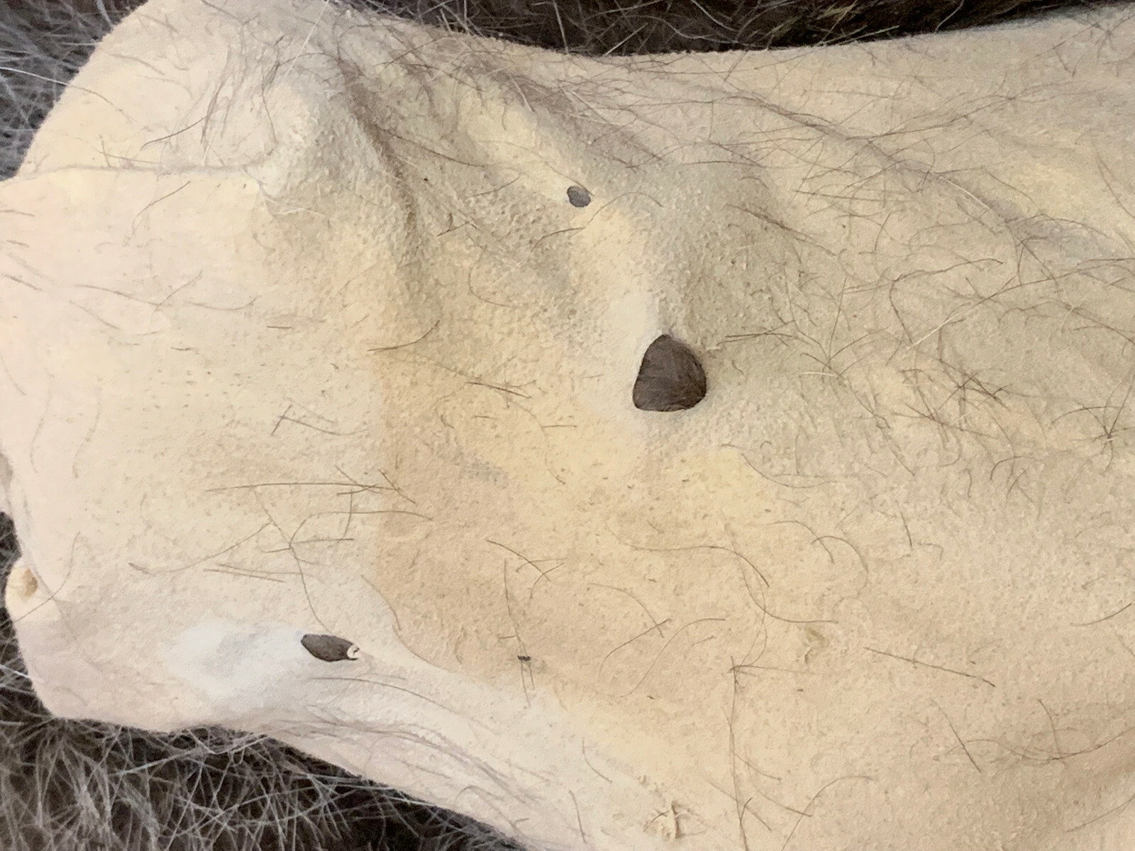 Raccoon Fur, Tanned Pelt, SD Quality, LG-XXXL Sizes, Crafts, Leather, Sewing