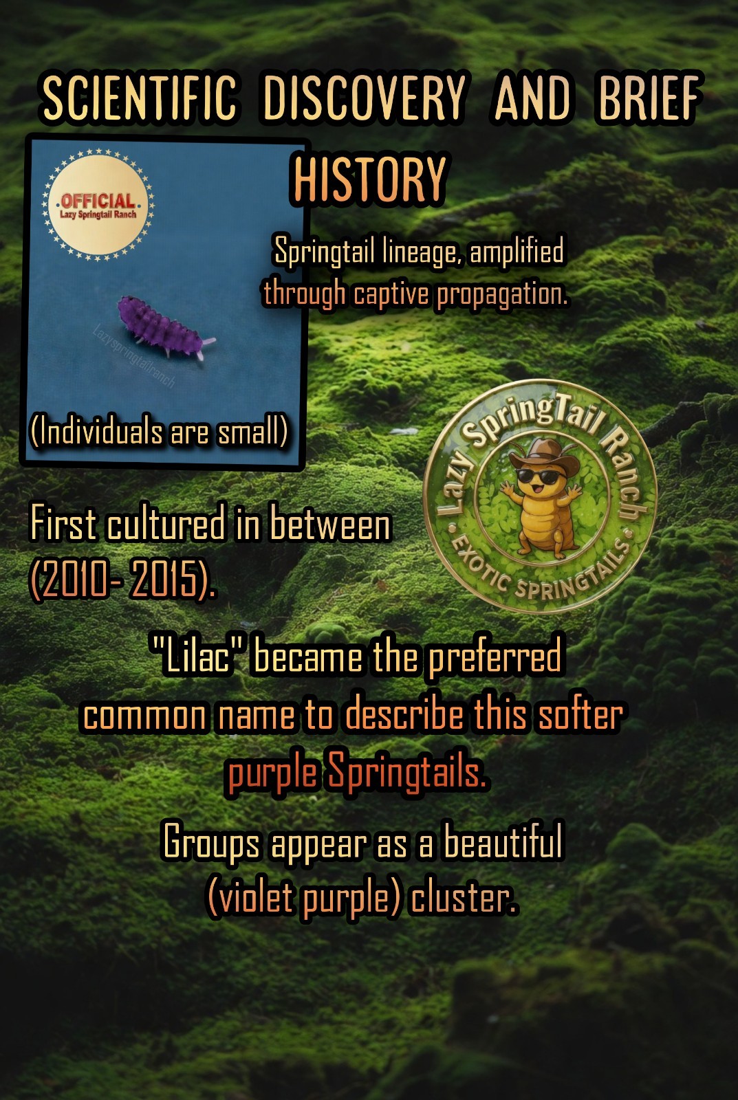 Live purple Springtails + (care kit)