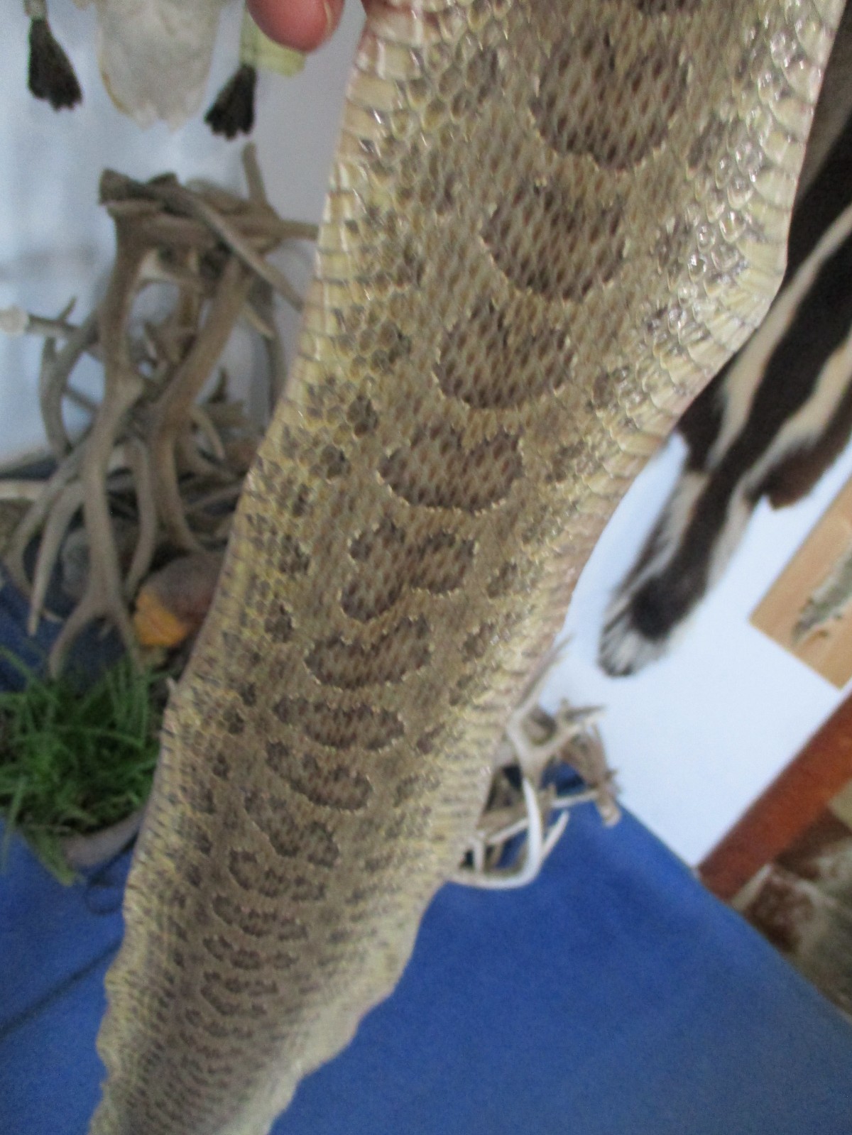 rattlesnake skin prairie rattle snake hide DRY NOT TANNED wrap 34 in. P3