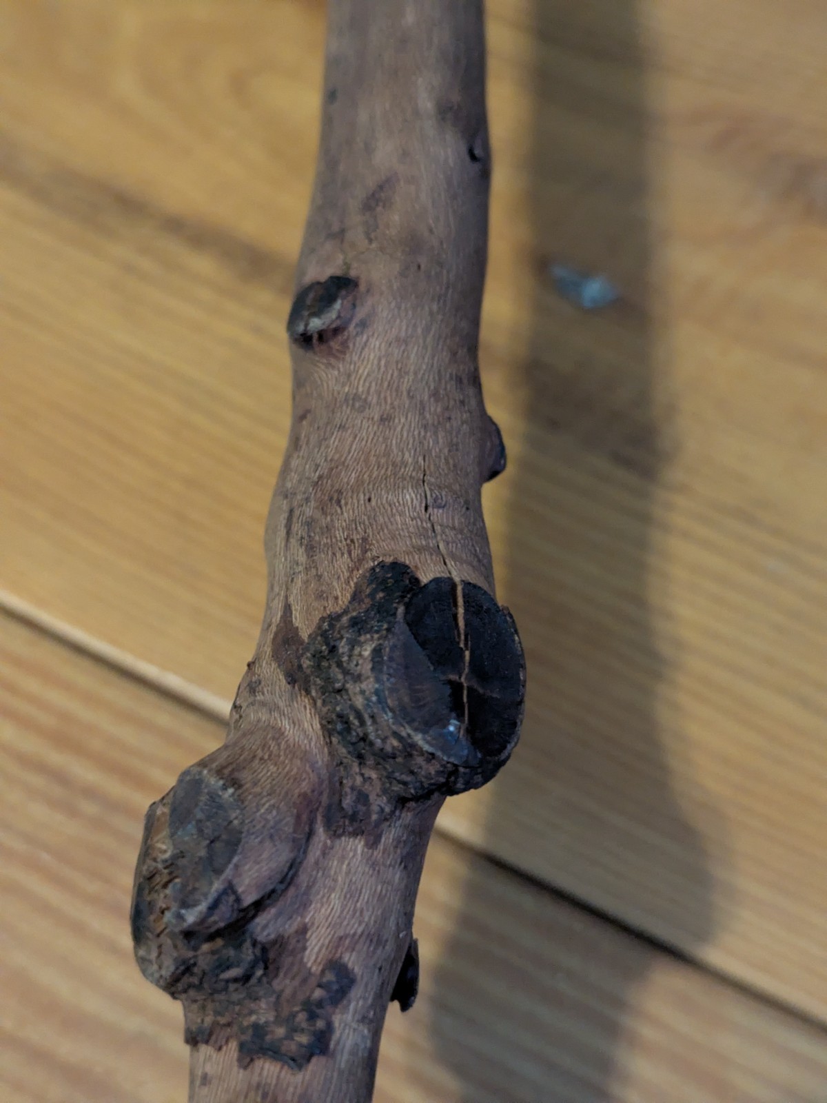 Native American 🔥 Eastern Woodland 🔥War Clubs 💥 Ball Root Burl 🤩 18th 19th C