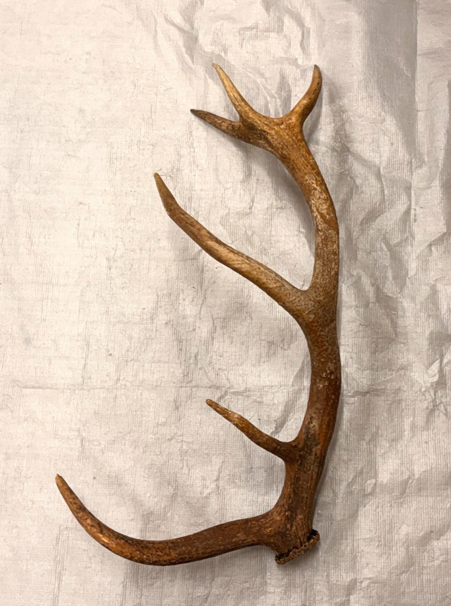 real stag antler shed crafts antlers decor rustic cabin wedding display prop