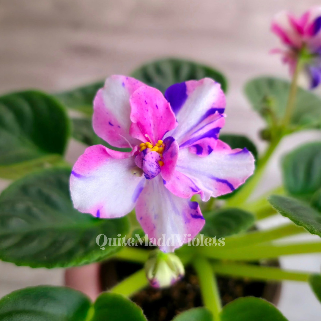 MK-Wind of Change (MK-Veter Peremen) -- Gorgeous Chimera RARE True Blooming