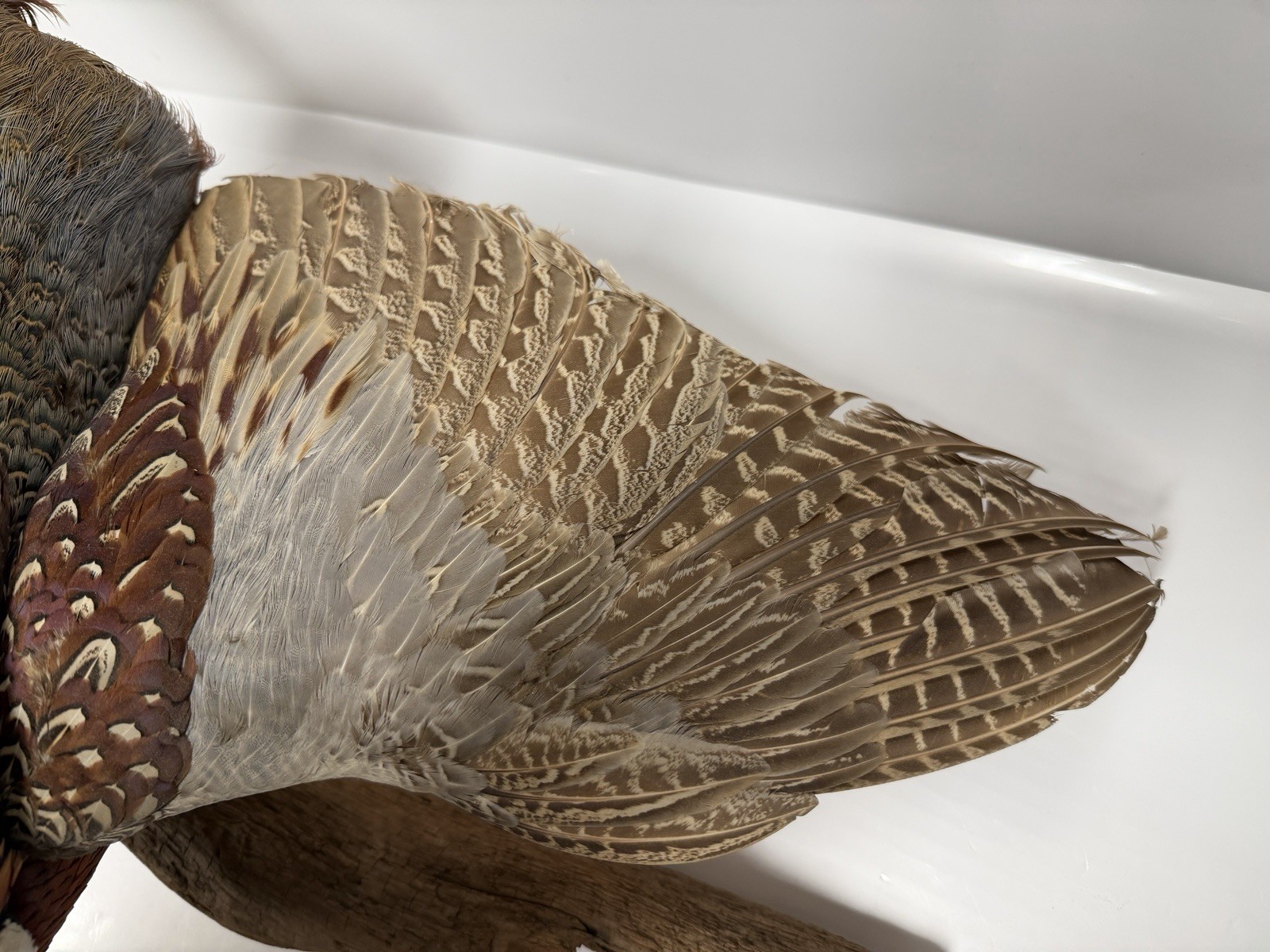 Pheasant Wall Mount Taxidermy Real Skin Flying Ring Neck Rooster On Wood Vintage