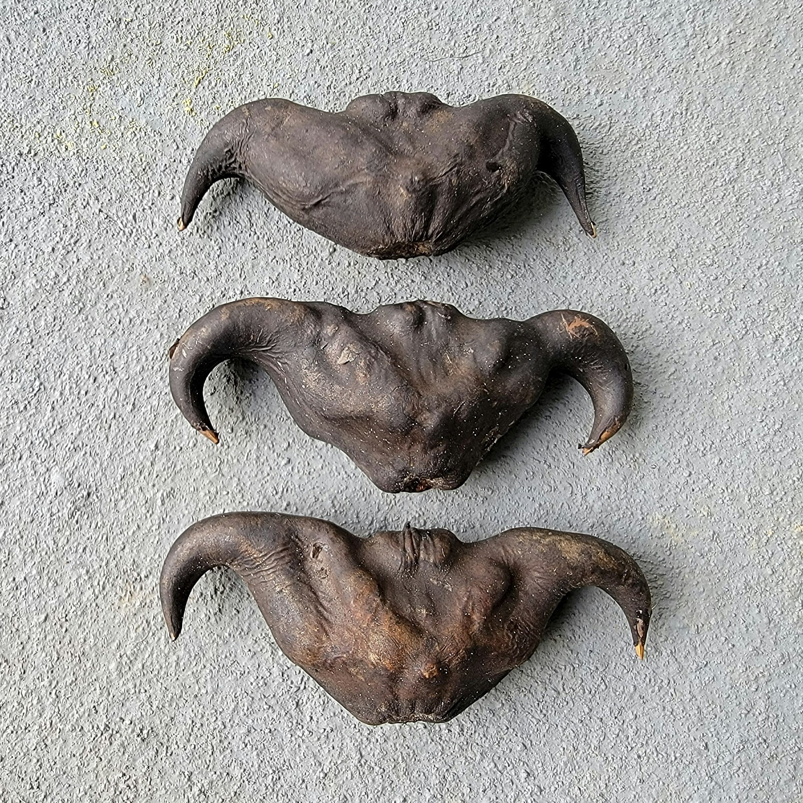 X3 Devil seed pods, Witchcraft herb, Oddities, Water Caltrop, Trapa bicornis