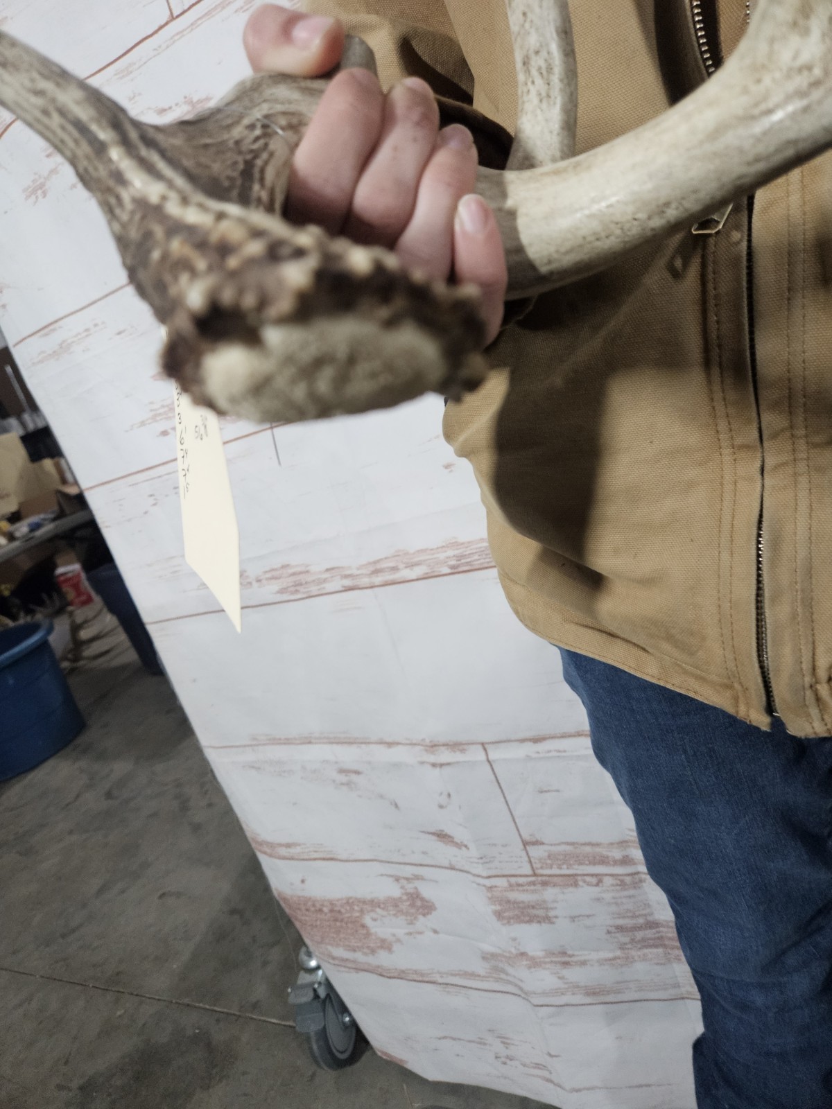 Freak Whitetail Deer Antler Shed Horn Rack Decor 5 Point Man Cave Decor 56"