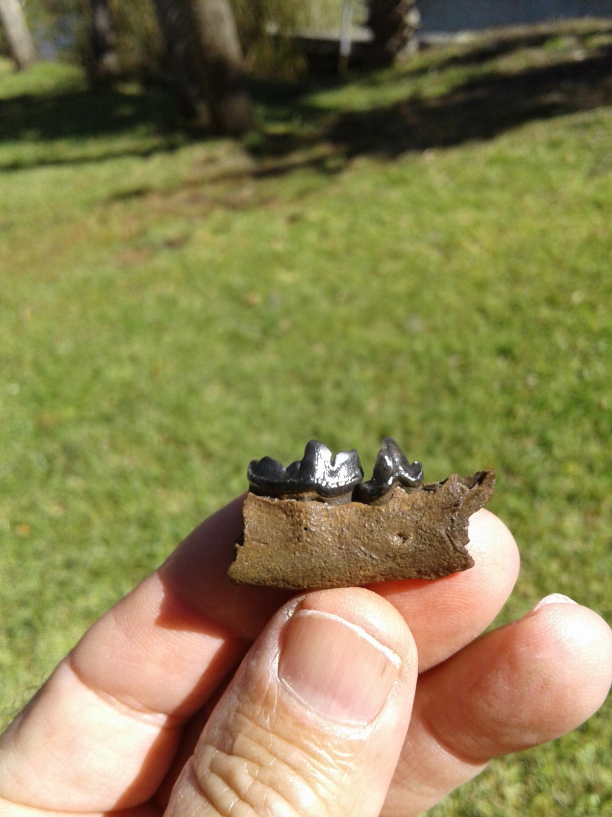 Bargain 3 Jaws Raccoon And River Otter Florida Ice Age Fossil Mammal Teeth