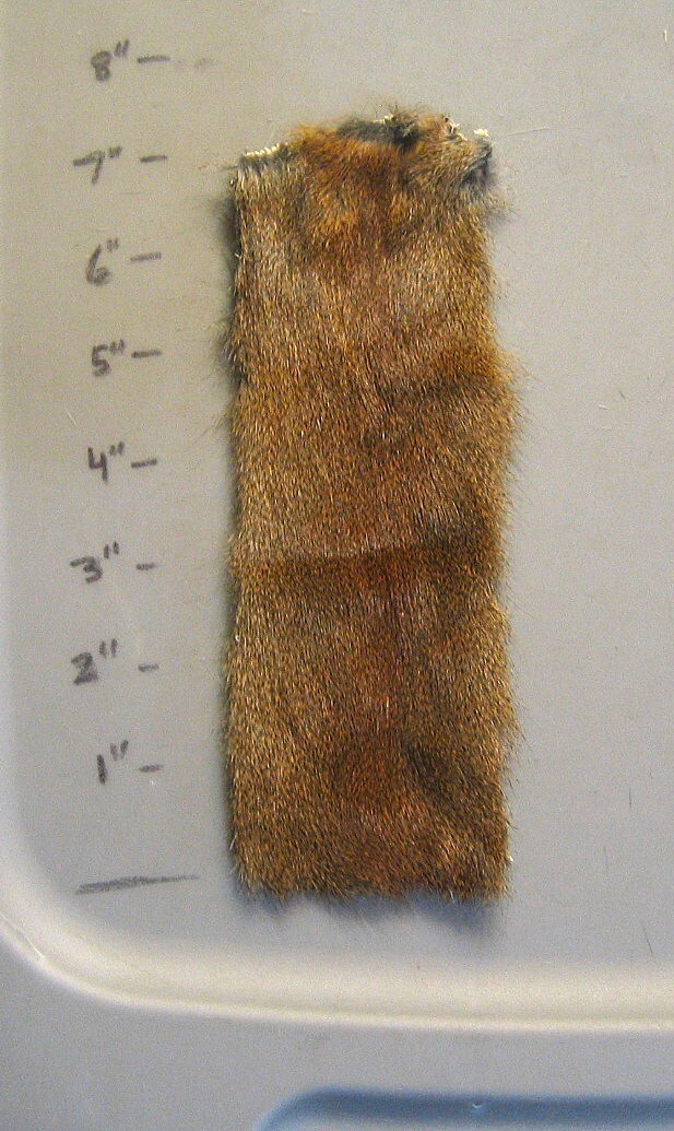 Tanned North American Pine Squirrel Patch-Canadian Pine Squirrel-Combine Ship