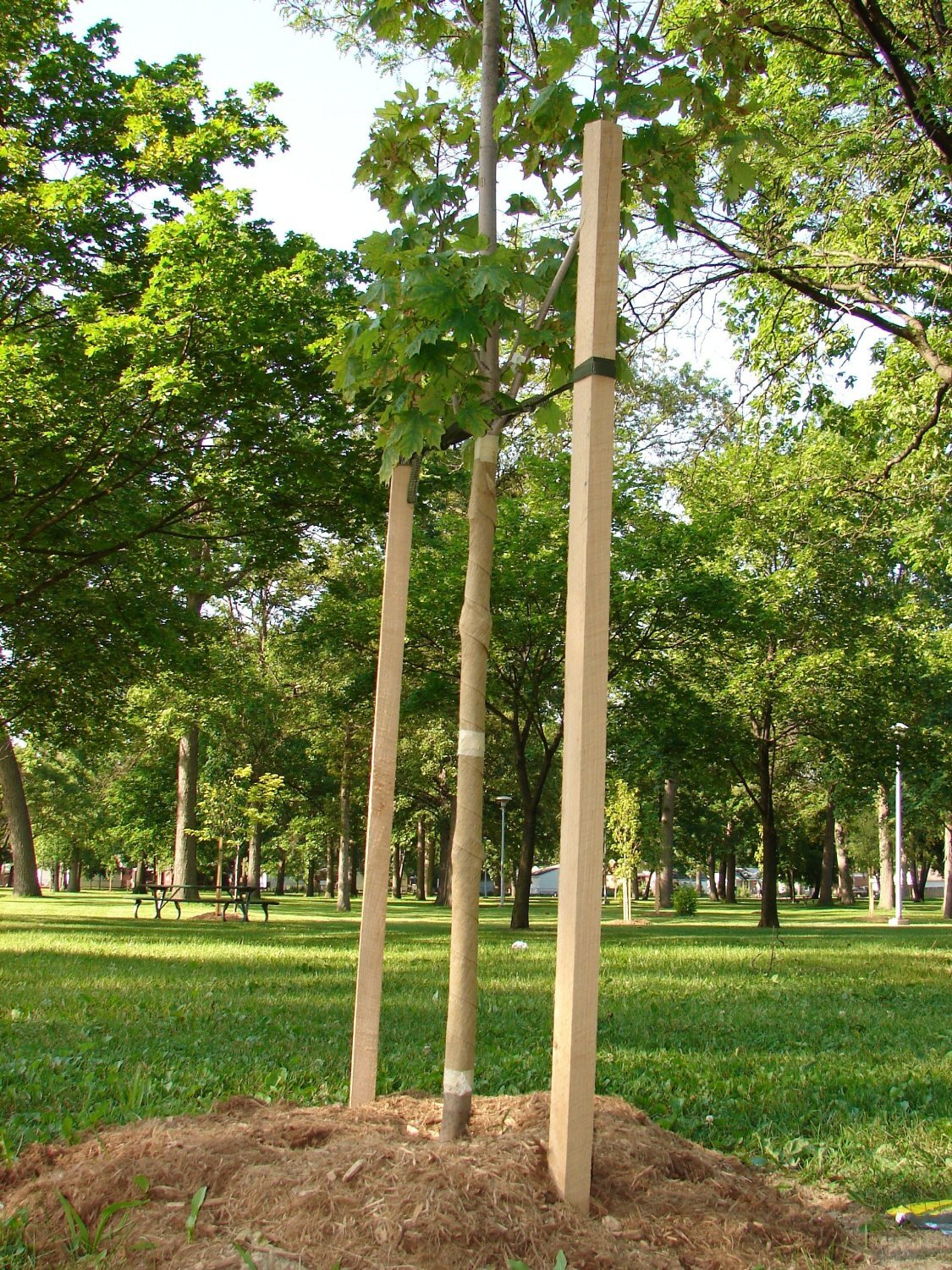 250' Tree Tie Strap Staking and Guying Material 2000 lbs. Strength