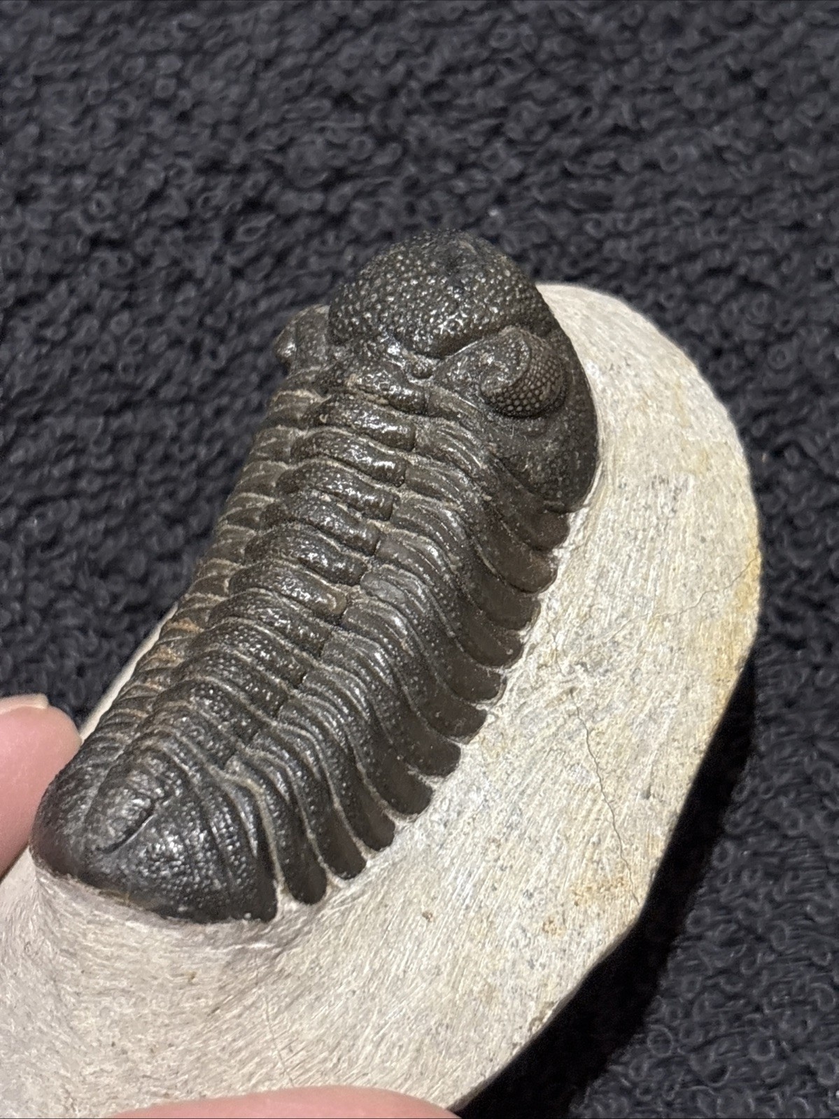 Nice Tight 2+ Inches Phacops. Laid Out Beautifully. Resto On Nose