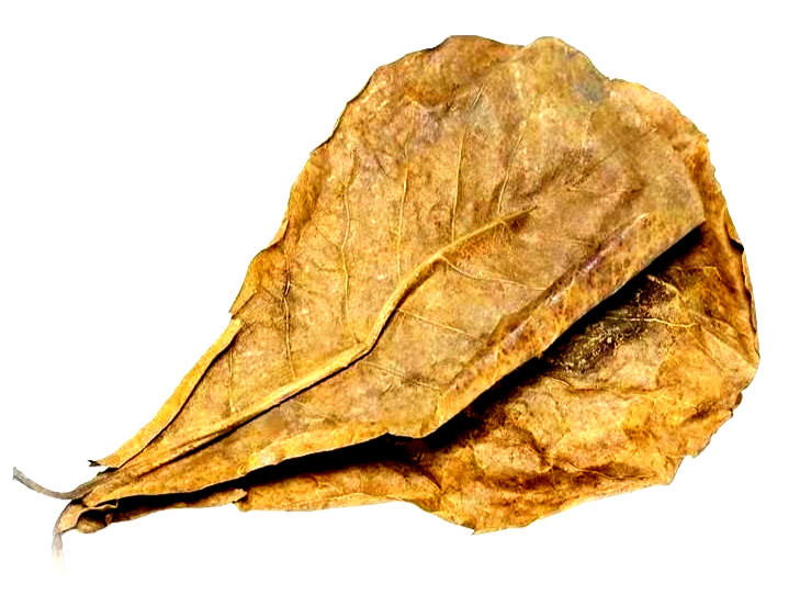 20 PCS LARGE INDIAN ALMOND LEAVES PREMIUM!! FREE SHIPPING USA!! 5-7 INCHES!!