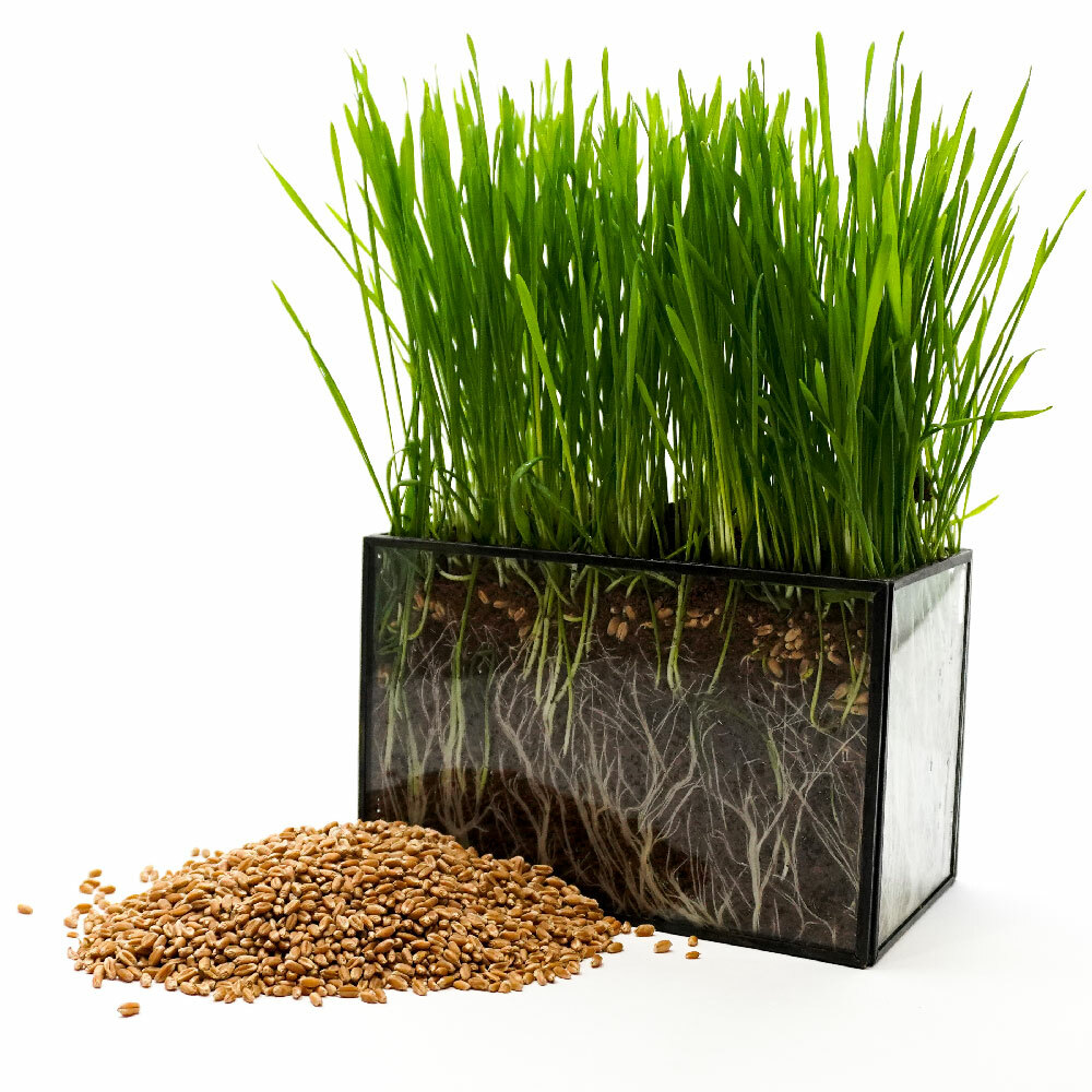 Wheat Seed, WheatGrass CatGrass, Wheat Juice, Bulk, 10lb, 15lb, 20lb, or 30lb