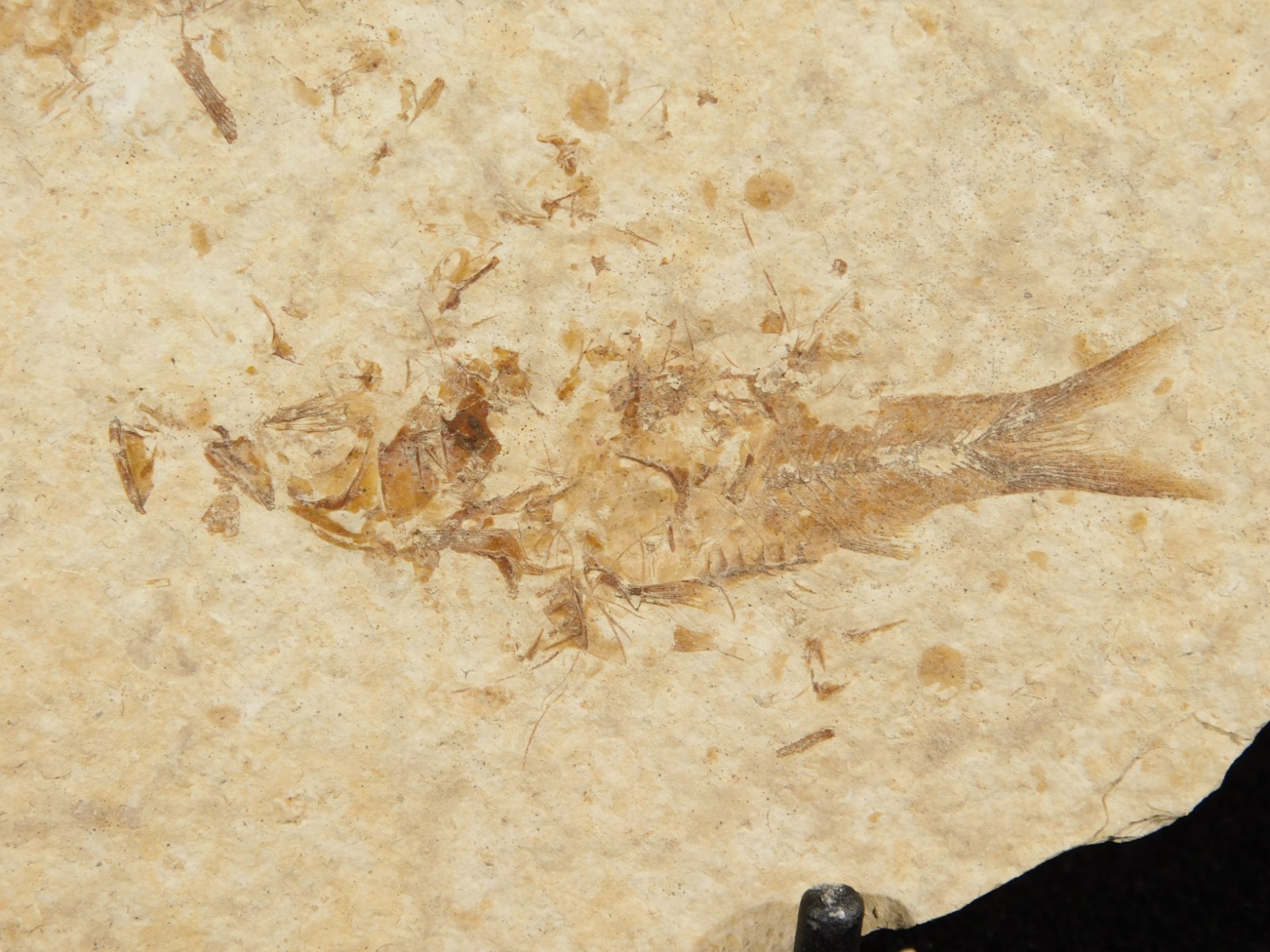 TWO! 50 Million Year Old EXPLODED Knightia Fry FISH Fossils From Wyoming 66.4gr