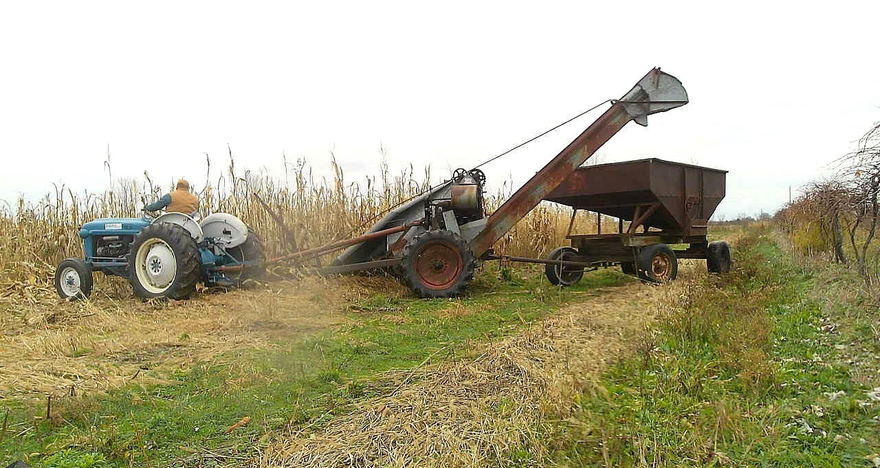 Whole Ear Corn Feed – 25 lb Bag | Squirrel, Bird & Critter Feed | Michigan Grown