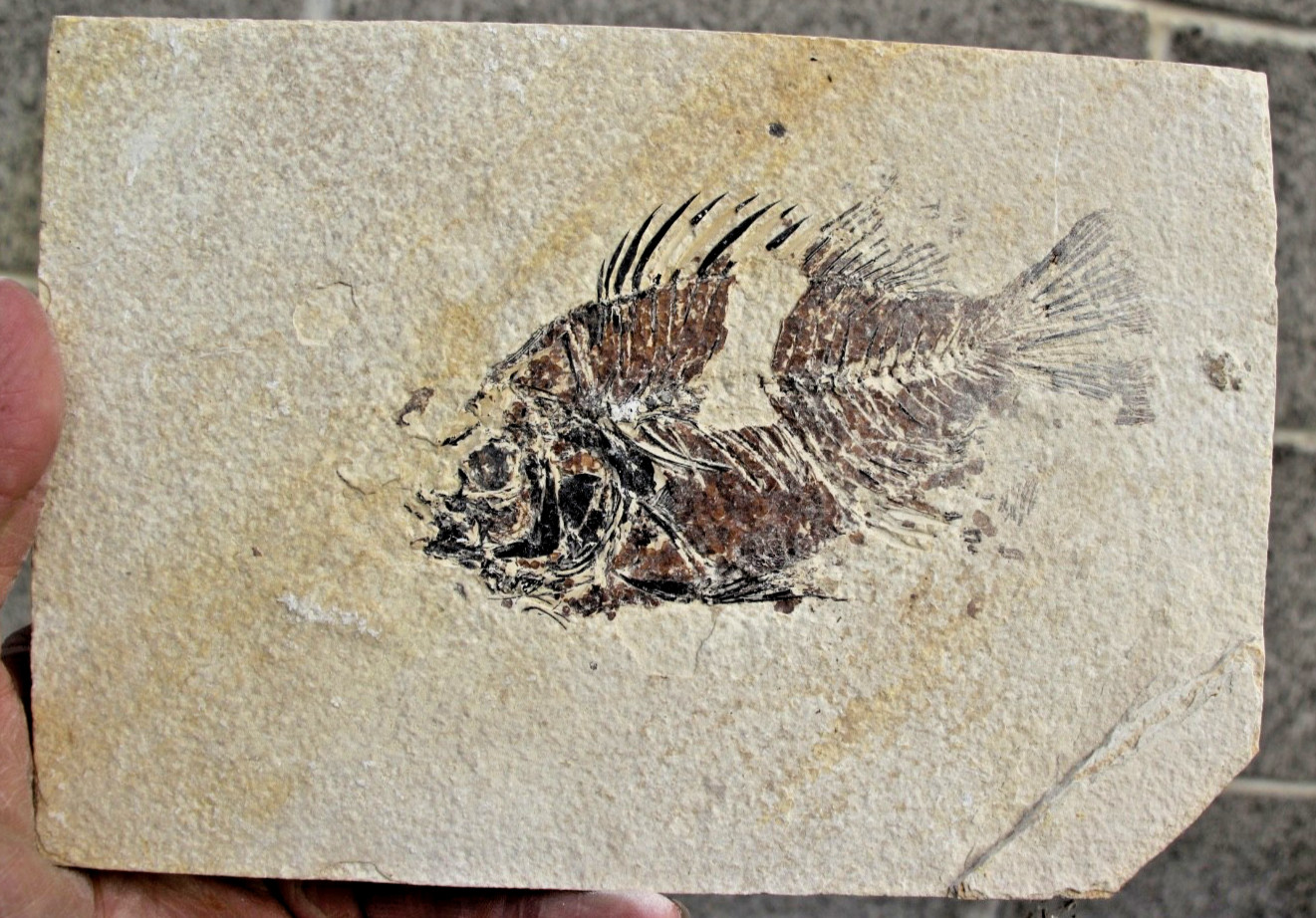 5.25"  Unprepared Priscacara from 18" Layer • Dempsey Ranch, Wyoming