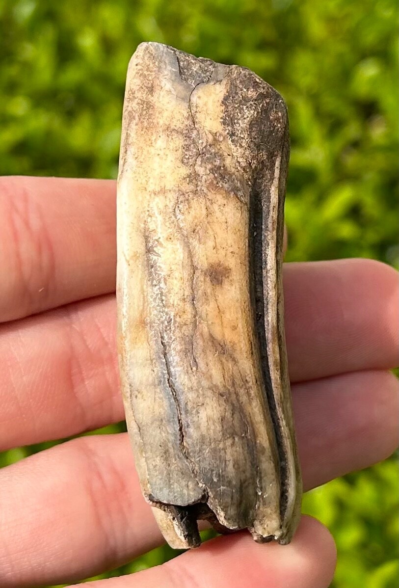 Texas Fossil Horse Tooth Equus Rare Location Pleistocene Ice Age Mammal