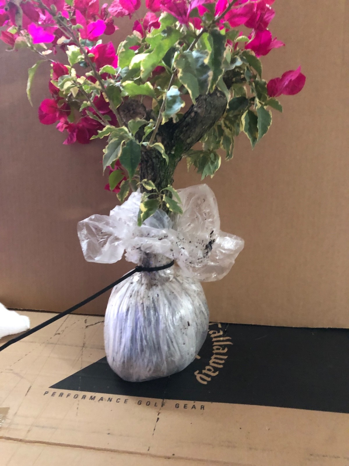 Bonsai Style Pre-bonsai Fuchsia Bougainvillea Tree 6 years