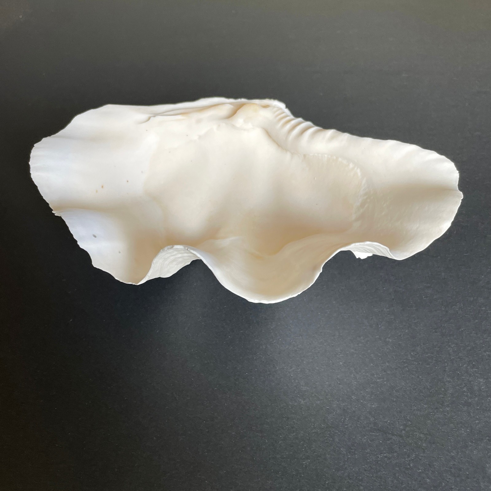 Large Natural Clam Shell • Tridacna • 9 x 6 x 3.75 inches