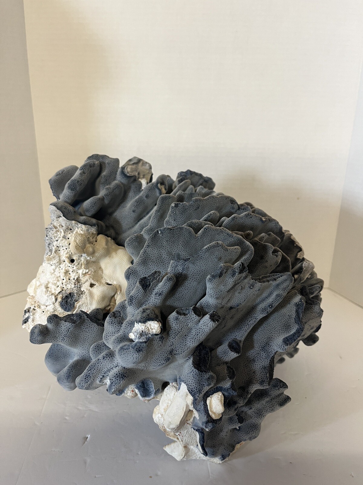 Natural Real Blue Ridge Coral Huge Specimen Shell 12x12x10 Nautical Home Decor