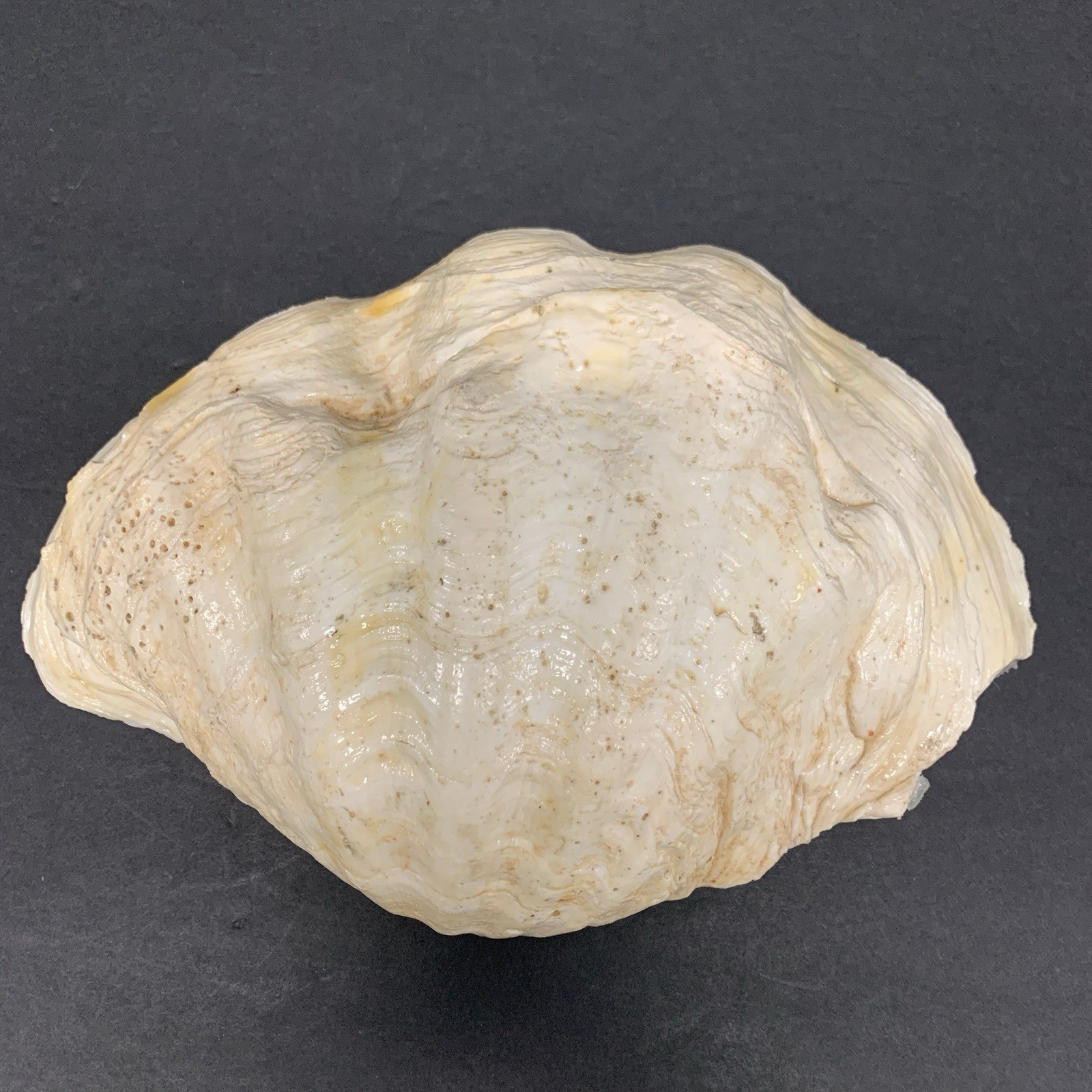 Tridacna Gigas Giant Natural Clam Shell - 11"x 7.5" 3.5lbs *Chipped* Vintage