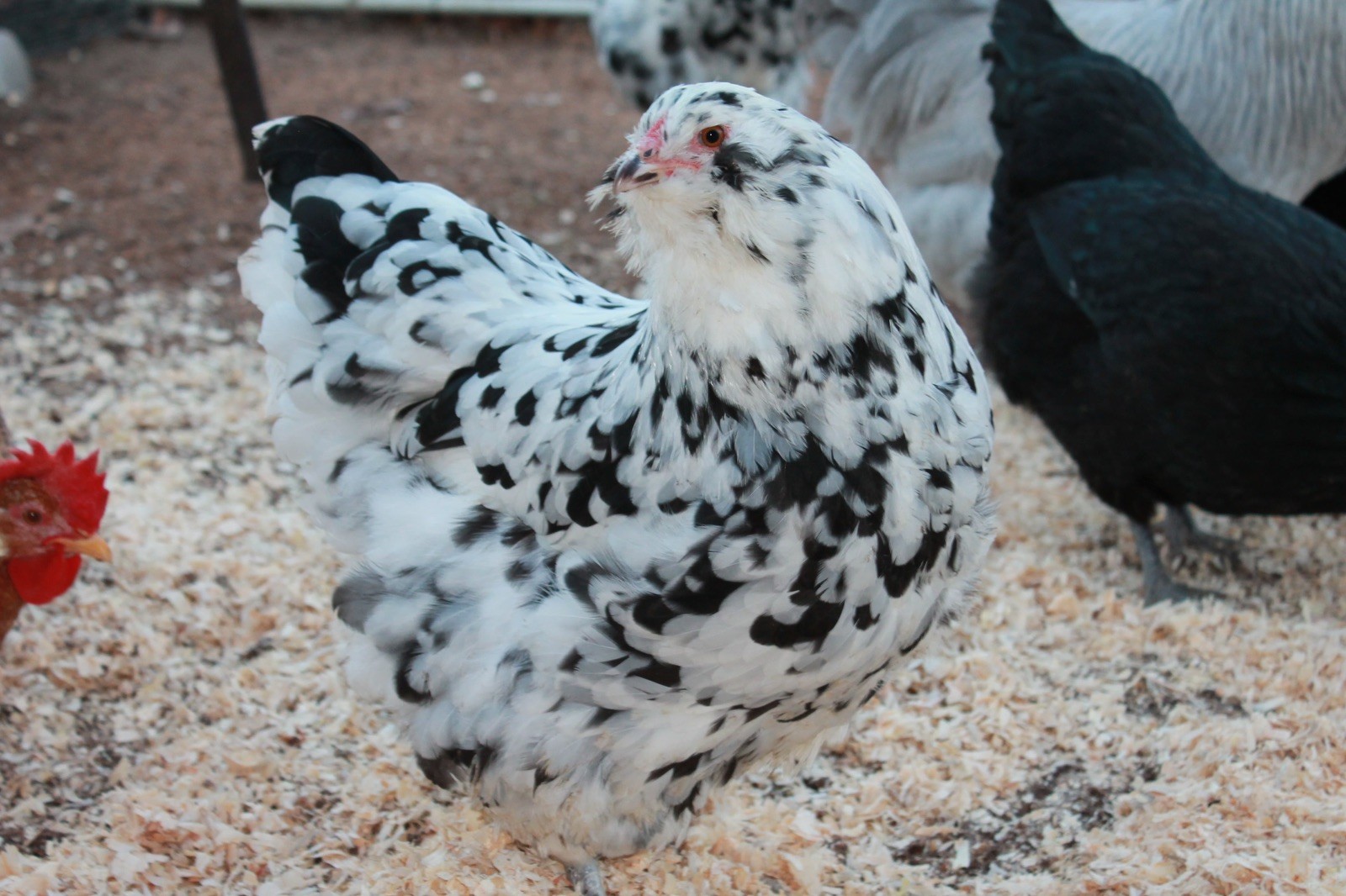 12+ Ermine Ameraucana Hatching Eggs - Pure
