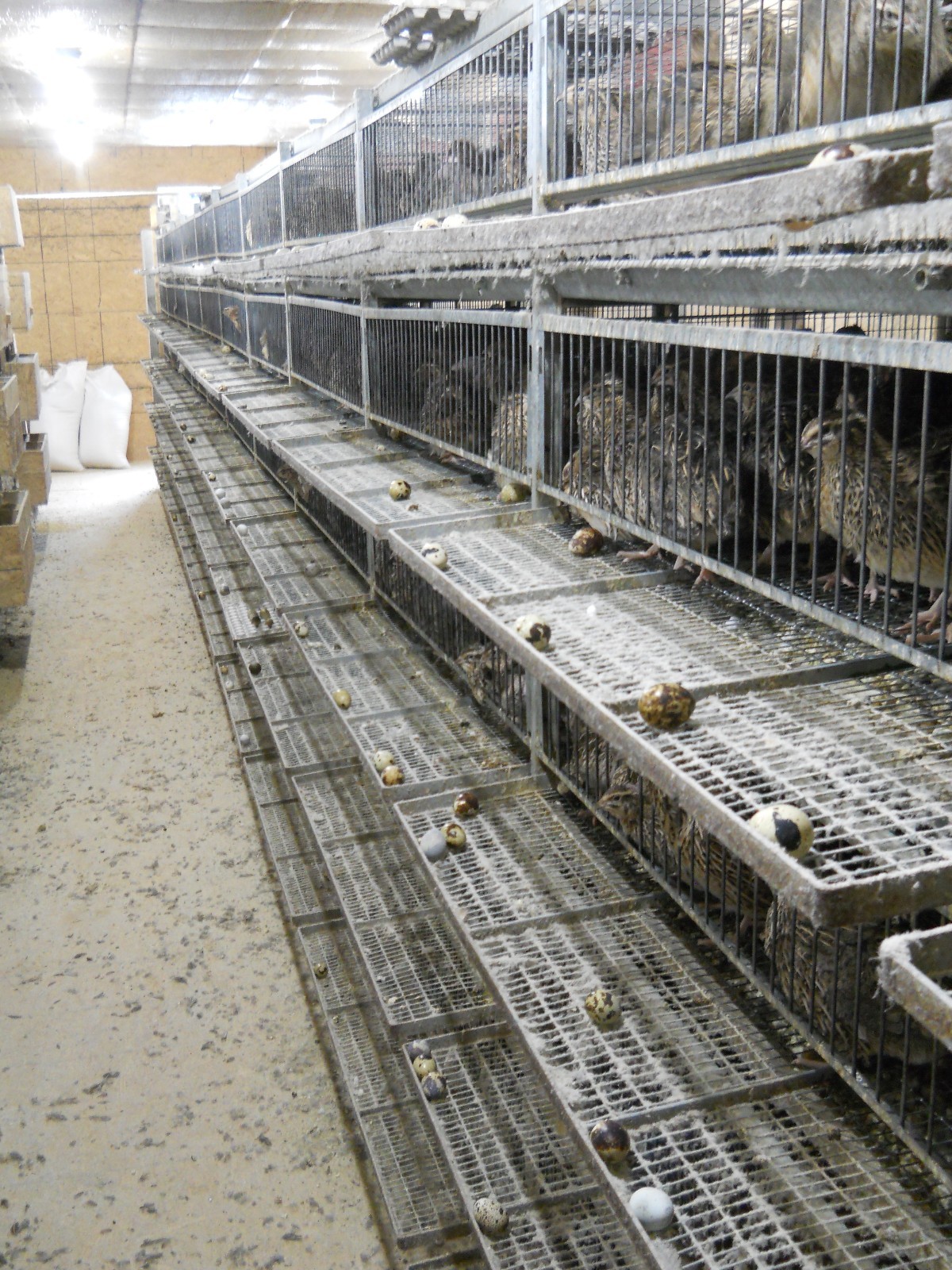 33+ KINGsBROWN XL. JUMBO brown coturnix quail hatching eggs,