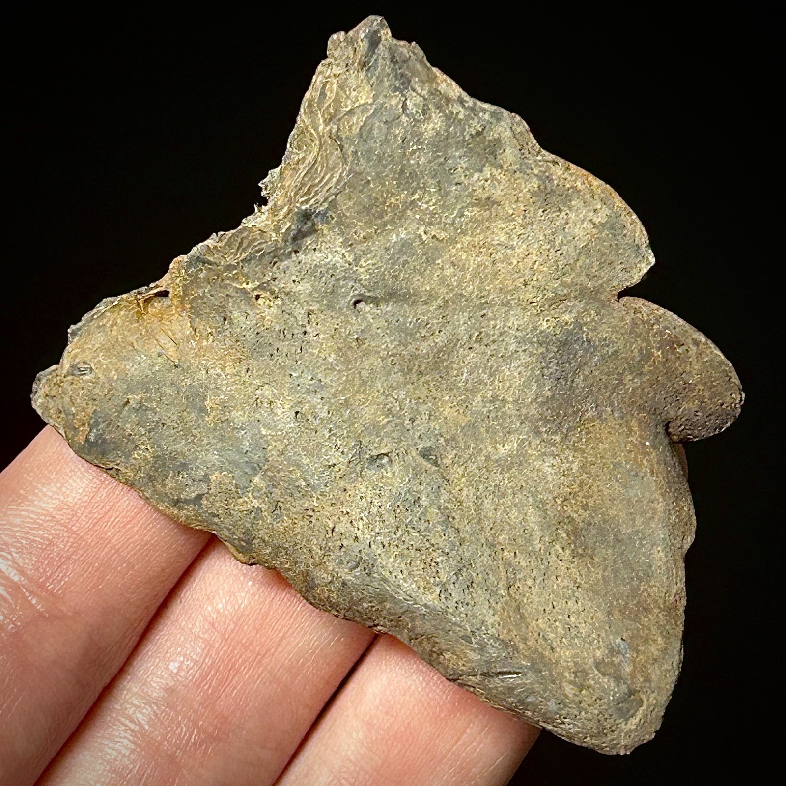 Atlantic Sturgeon Scute (Acipenser cf. oxyrinchus) 2.39" Bony Fish Fossil Dermal