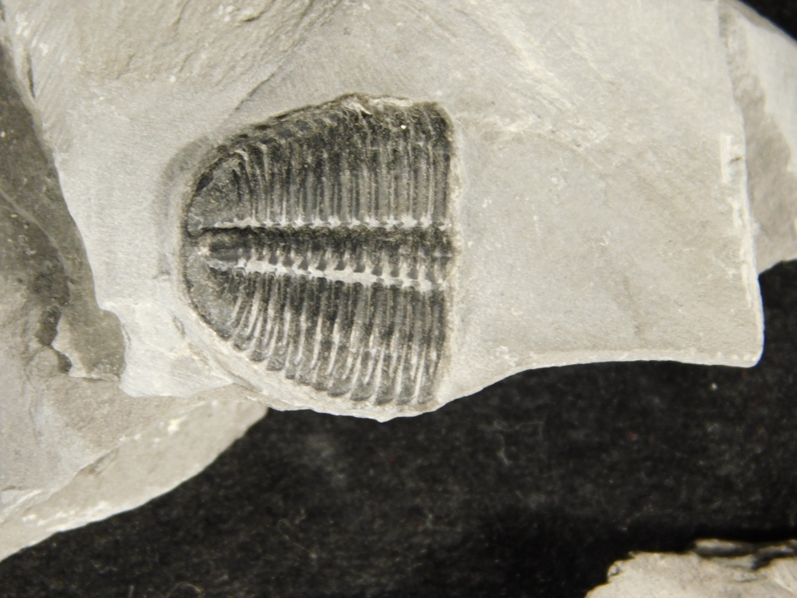 BIG Lot of TEN! 100% Natural Elrathia TRILOBITE Fossils in Matrix Utah 379gr