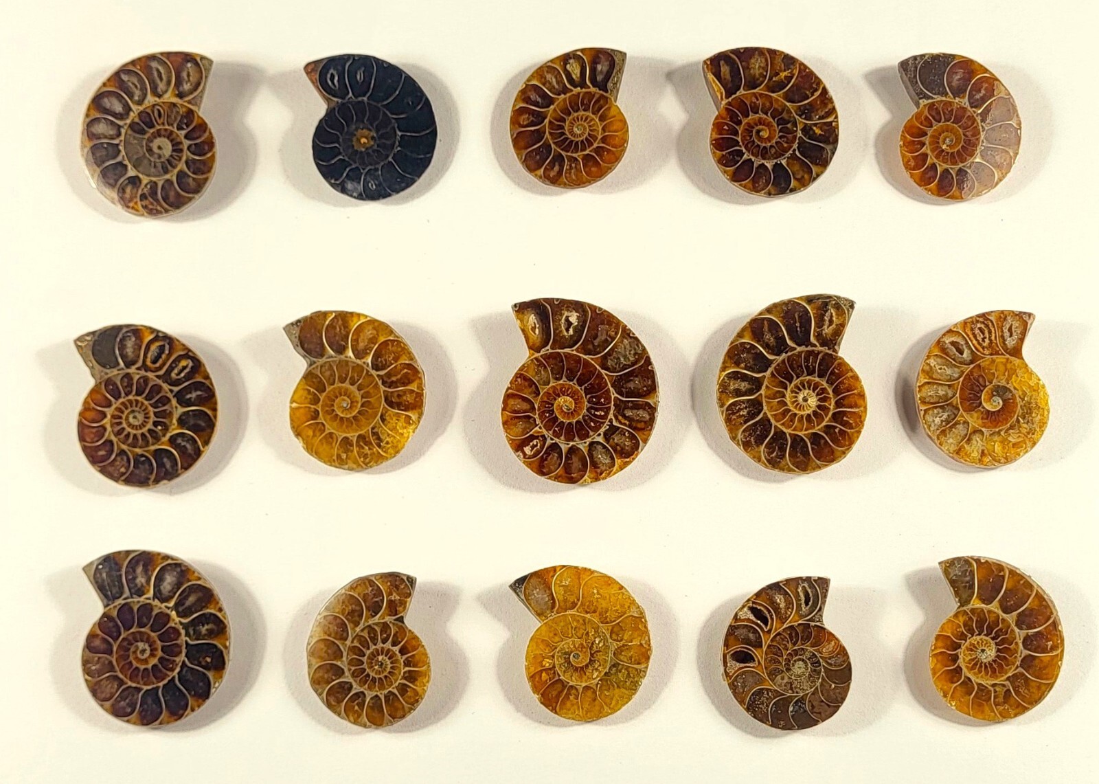 32mm Half Ammonite Spiral Fossil Shell Natural Fossilized Ammolite - Madagascar