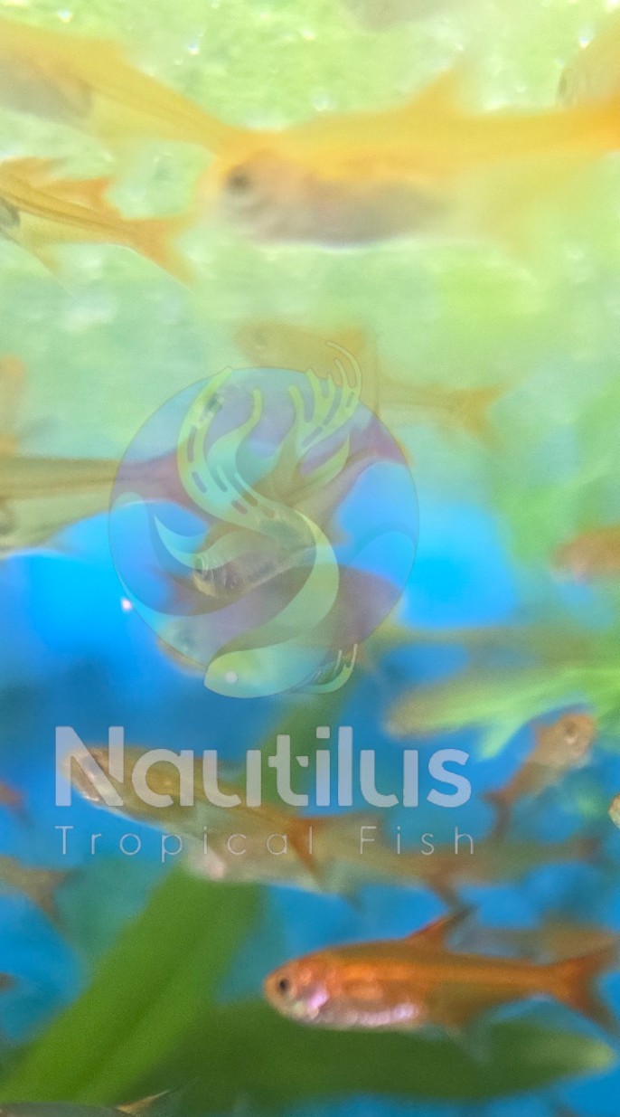 Ember Tetra (Hyphessobrycon amandae), Tank-Bred, We combine shipping!