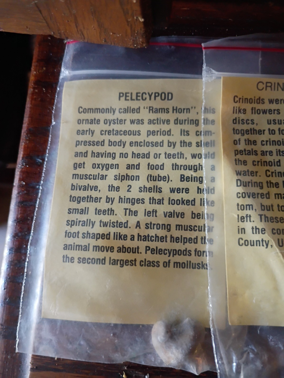 Vintage Fossil Specimens With Discription Cards Lot Of 6