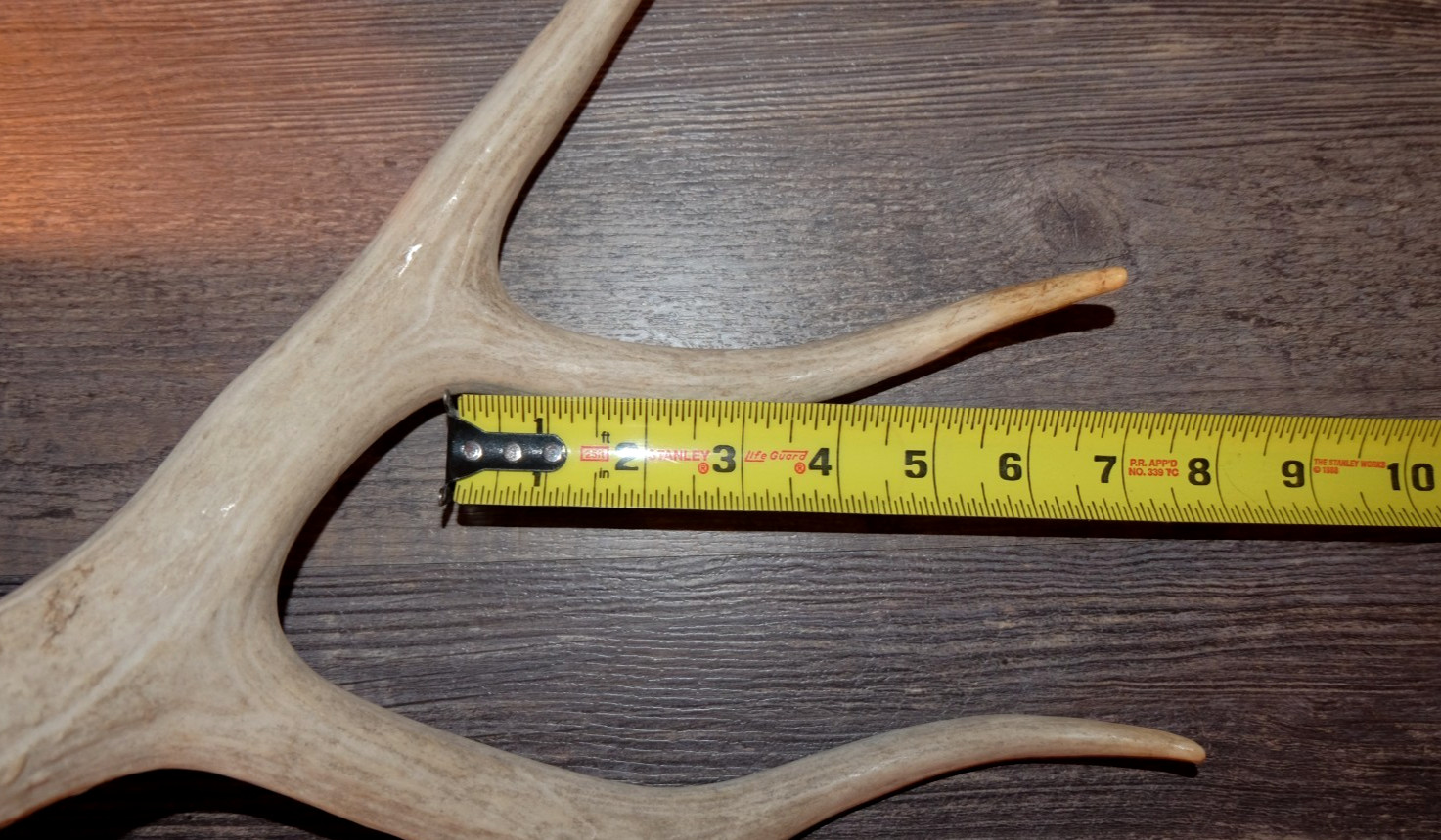 Nice Set Mule Deer Antlers Sheds Taxidermy Mount Cabin Decor Buck Horns