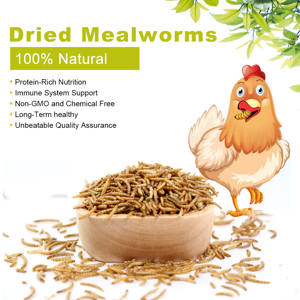 Wholesale Bulk Dried Mealworms for Wild Birds Food Blue Bird Chickens Hen Treats
