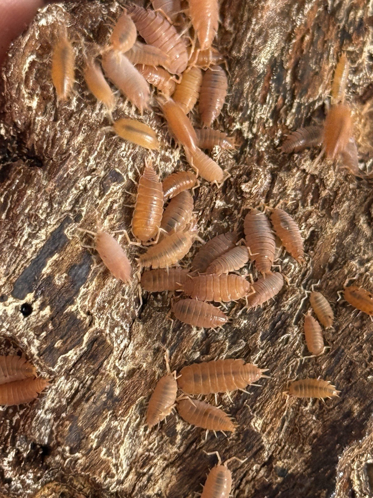 LIVE POWDER ORANGE ISOPODS Cleaning Crew Bioactive FREE SHIPPING