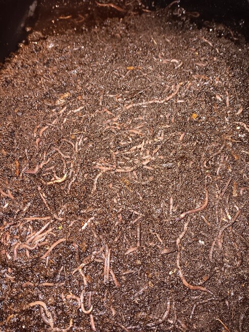 🐛Now Available Live Garden & Composting Worms Online with FREE SHIPPING🐛