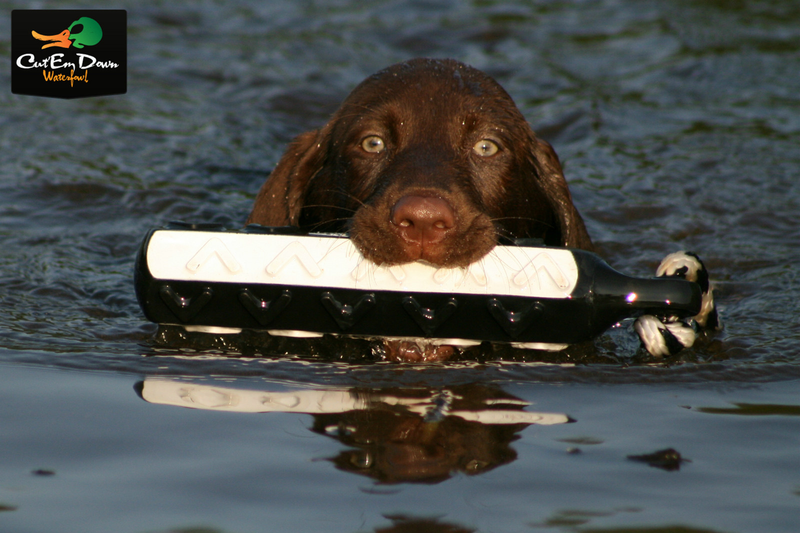 AVERY GREENHEAD GEAR GHG FLASHER HEXA BUMPER 6 PACK DOG TRAINING THROWING DUMMY